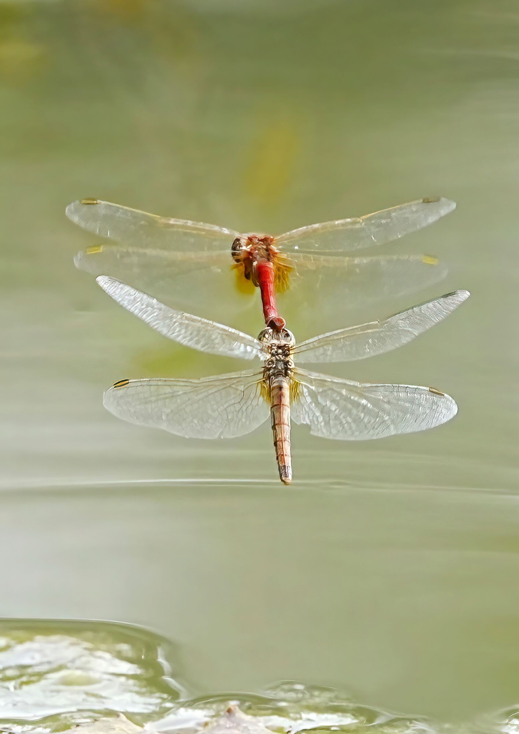 libellule che depongono le uova