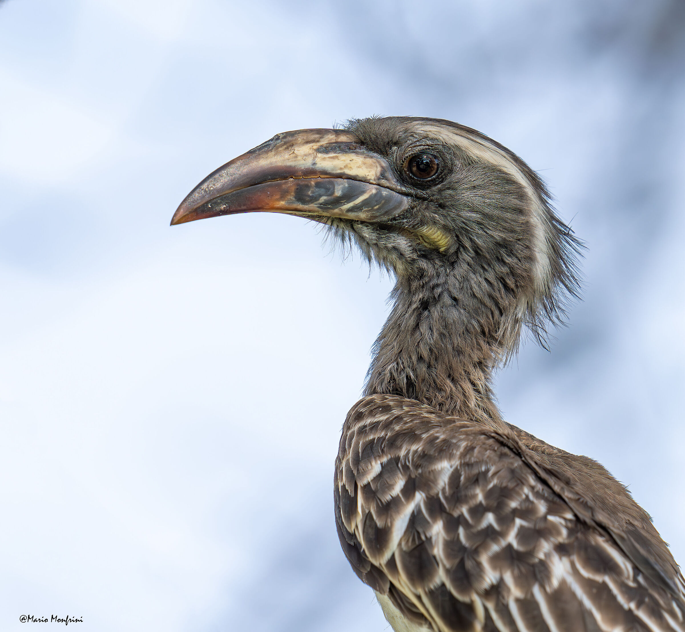 portrait of pale-billed hornbill
