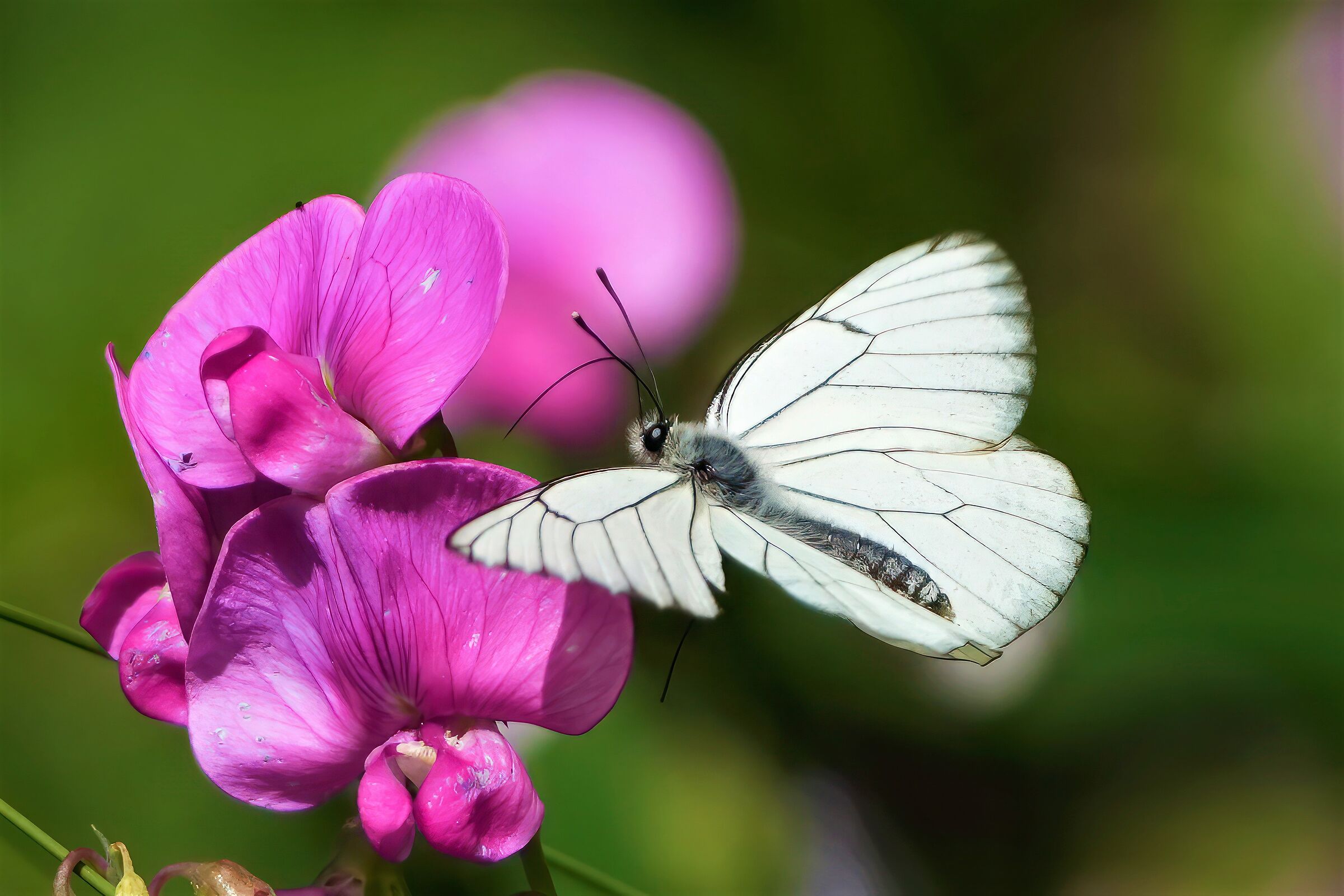 incontri ravvicinati