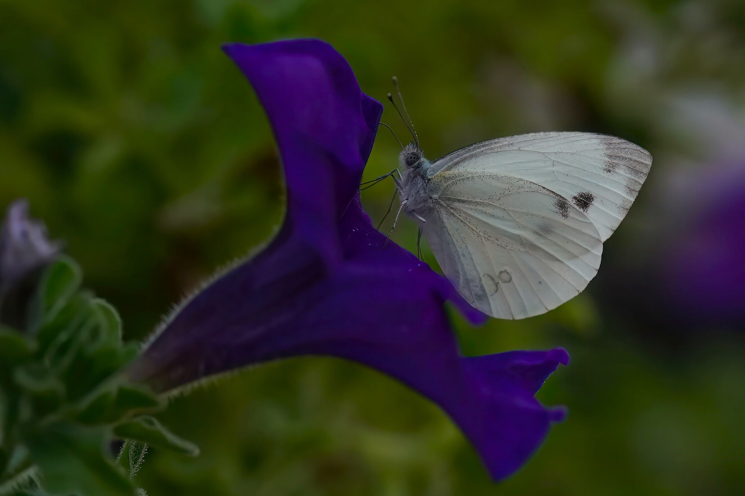 incontri ravvicinati
