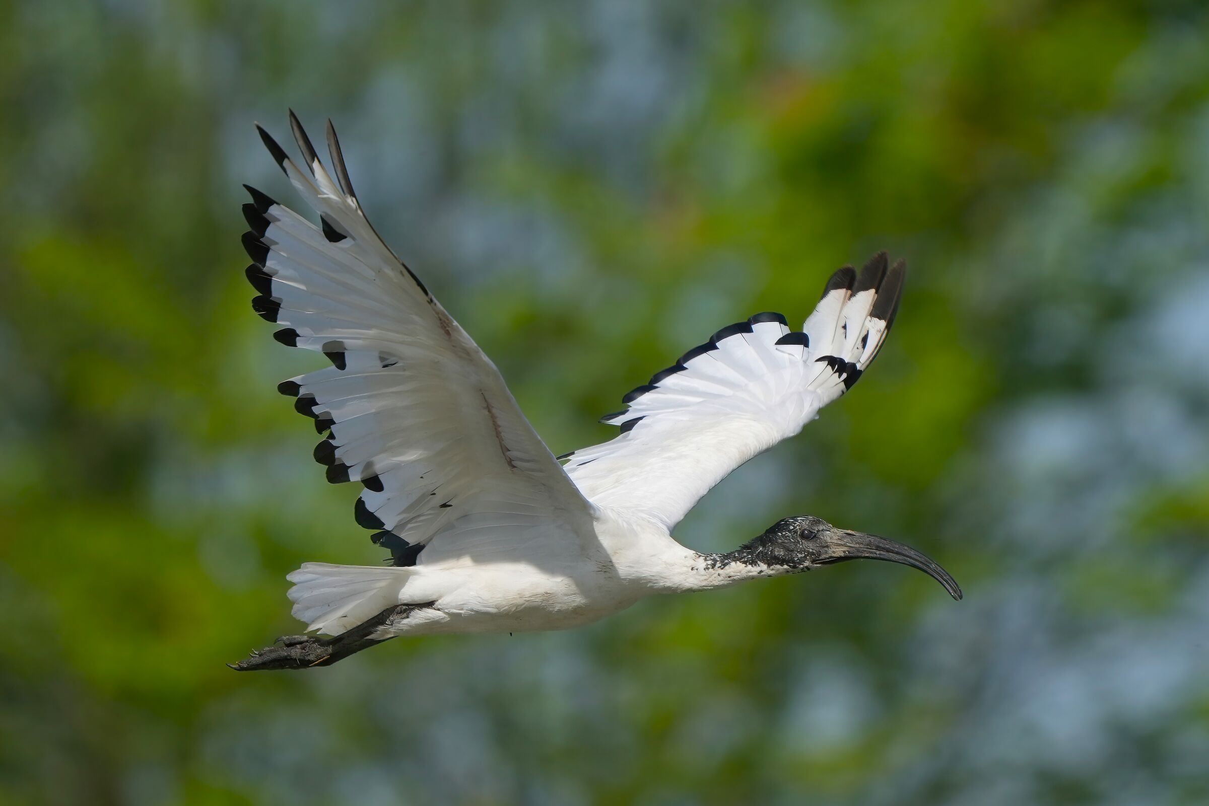 incontri ravvicinati-ibis sacro