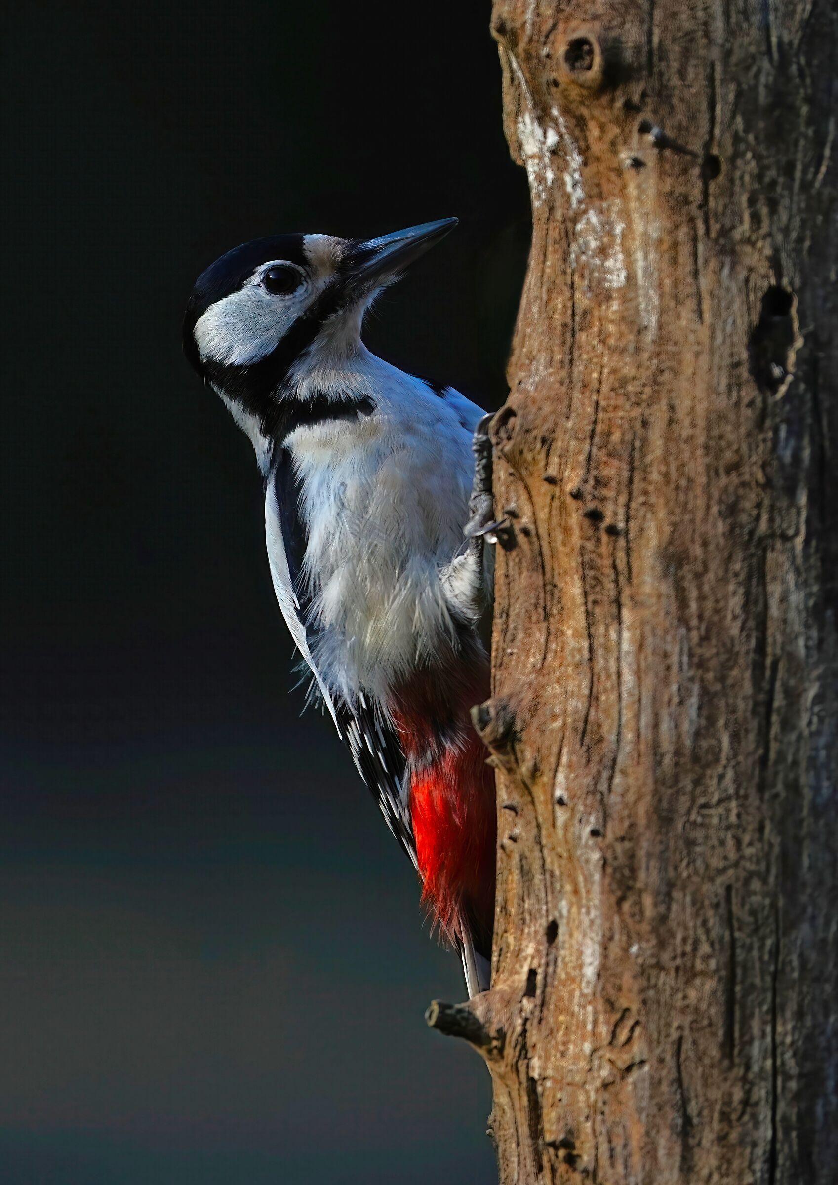 incontri ravvicinati-picchio rosso maggiore