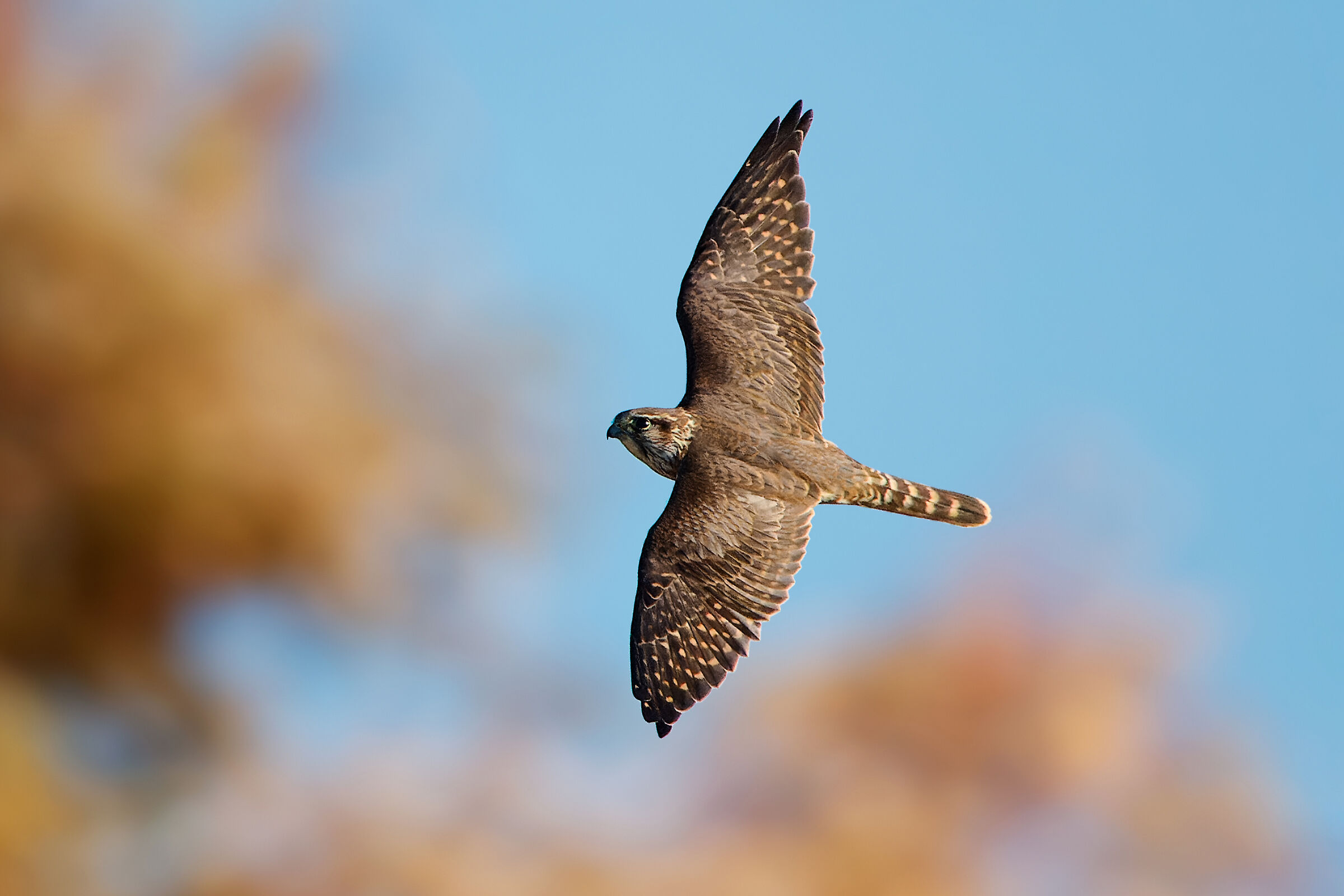 Una foto per intenditori - Smeriglio