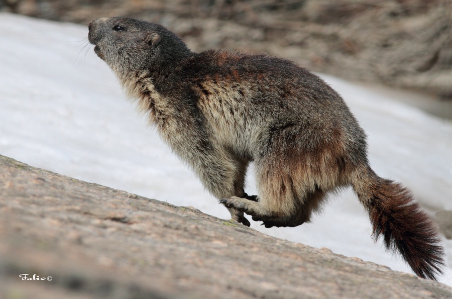 The race - Marmot (Marmota)