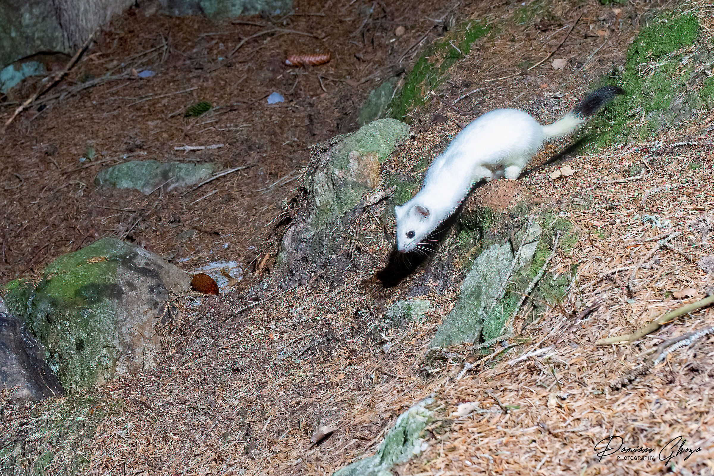 Ermine