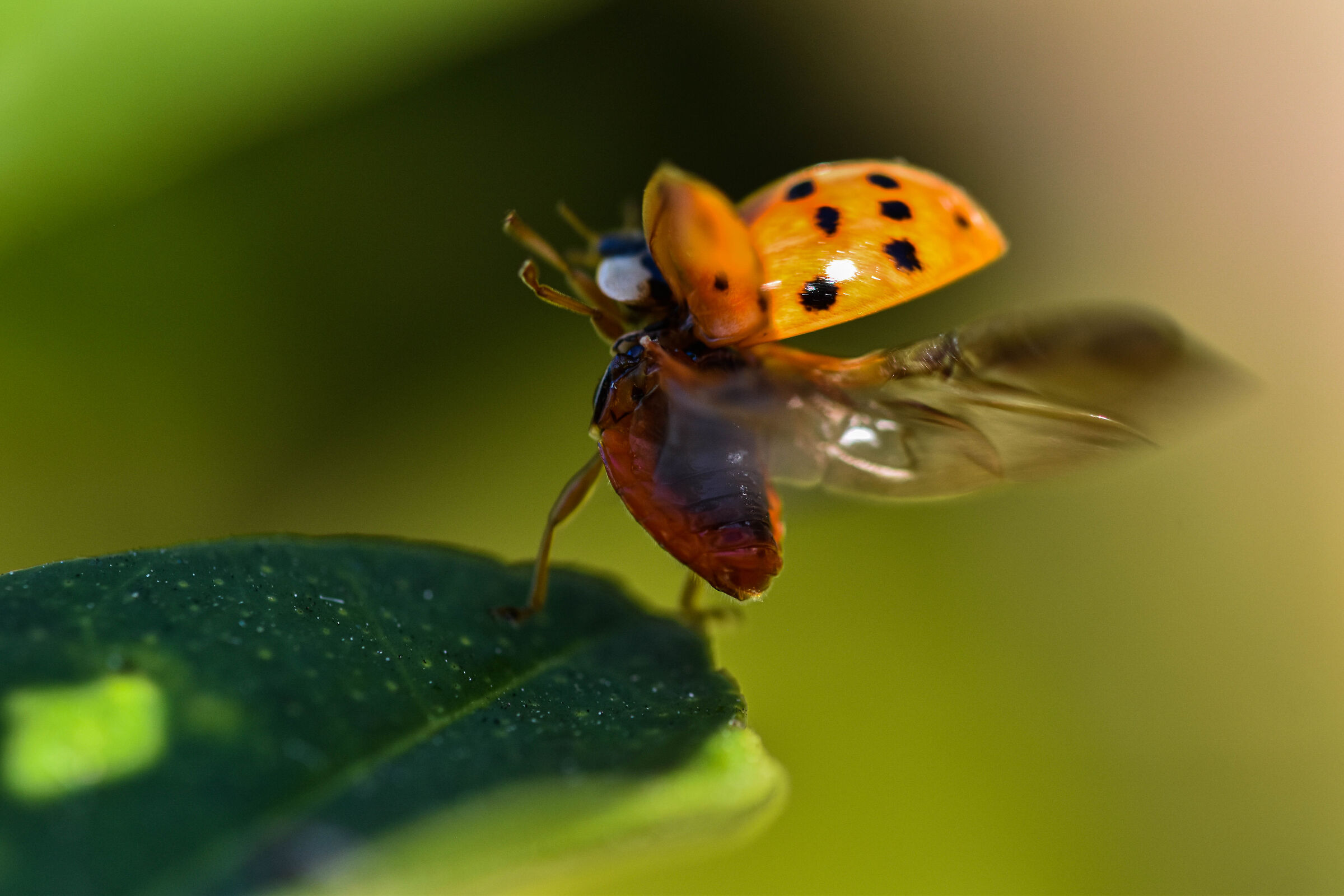 Coccinella in volo