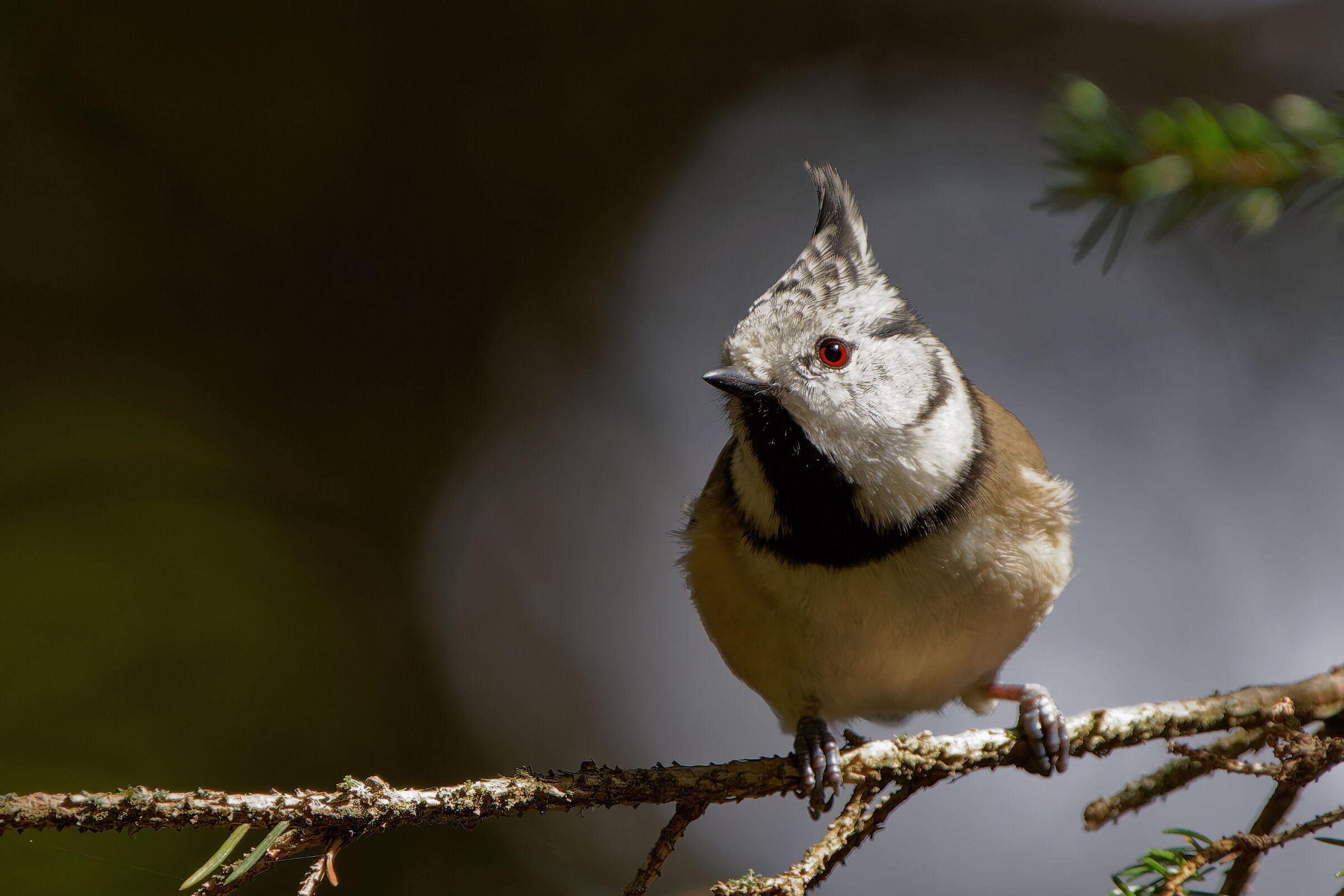 Cincia dal ciuffo (Lophophanes cristatus)