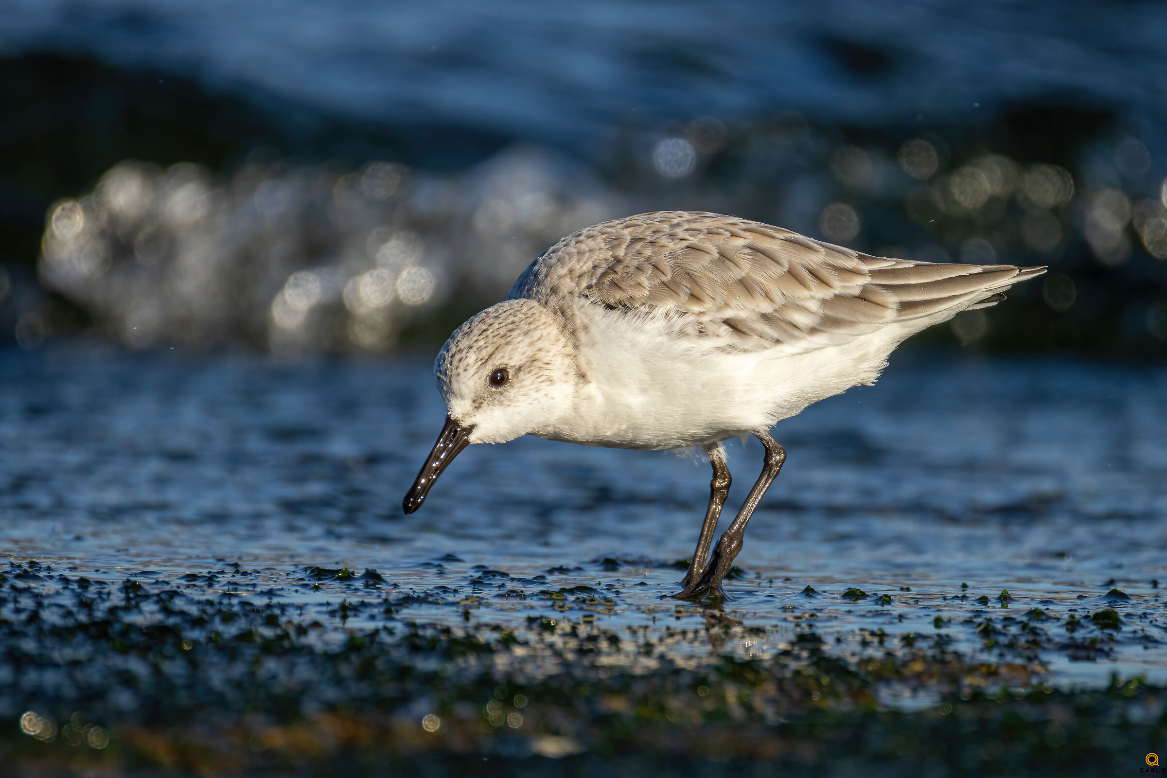 Piovanello Tridattero