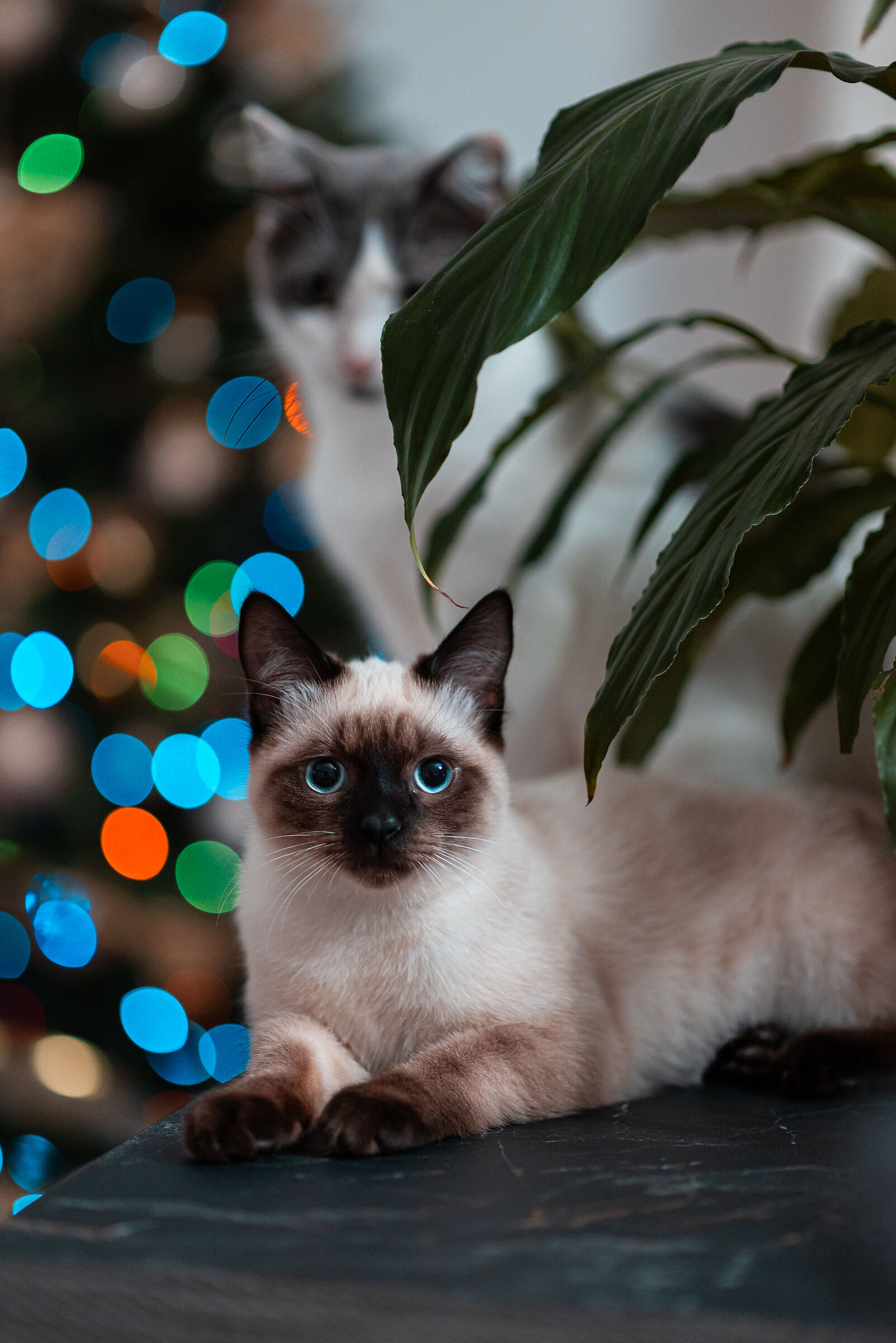 First Christmas for two