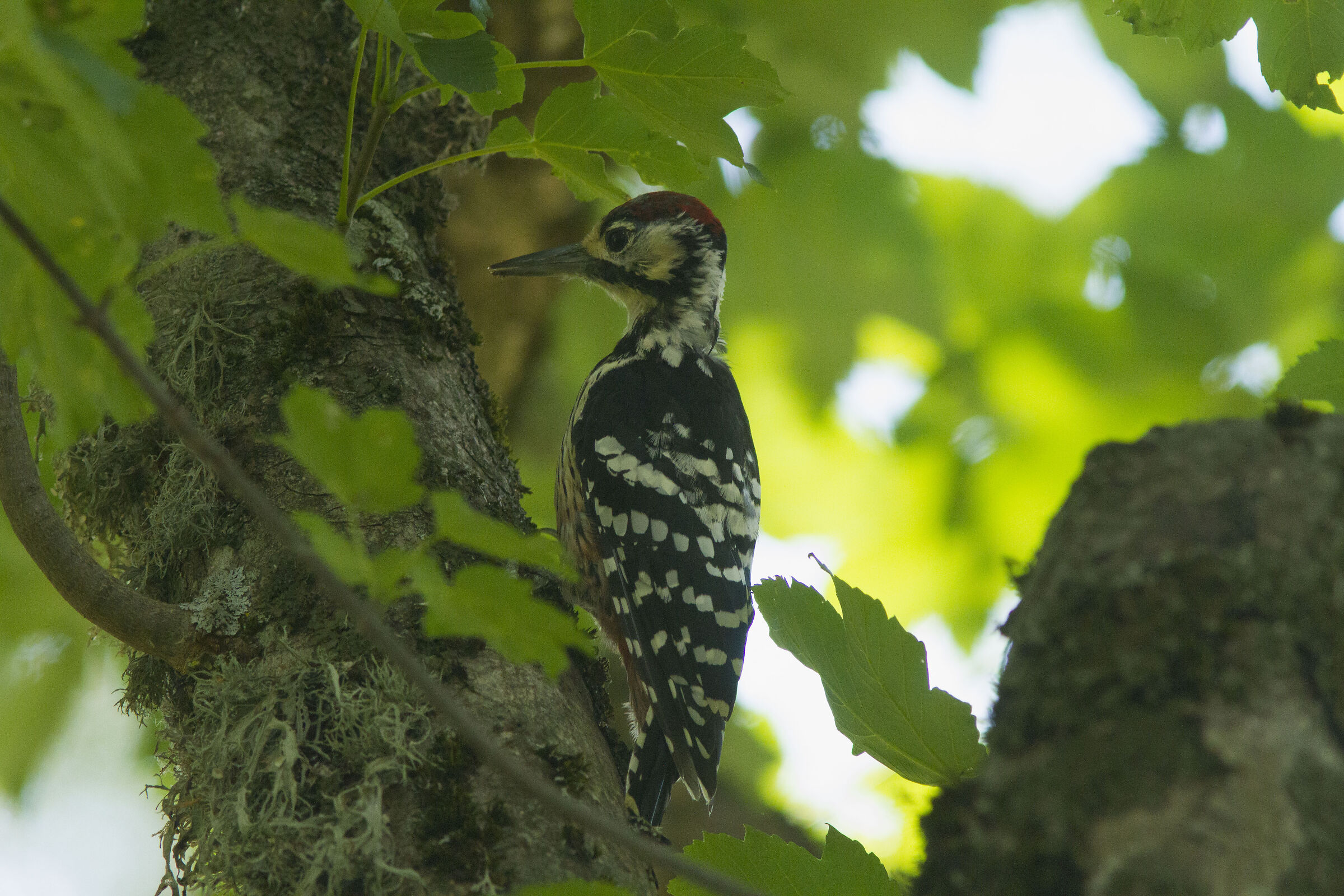 White-backed (or Dalmatian) Spotted Woodpecker