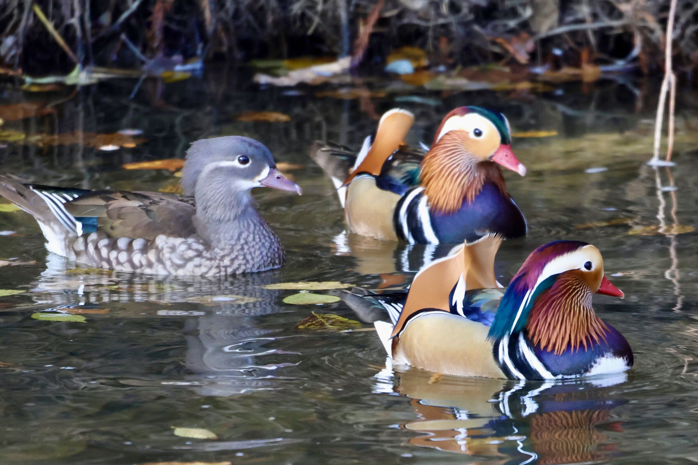 Mandarins