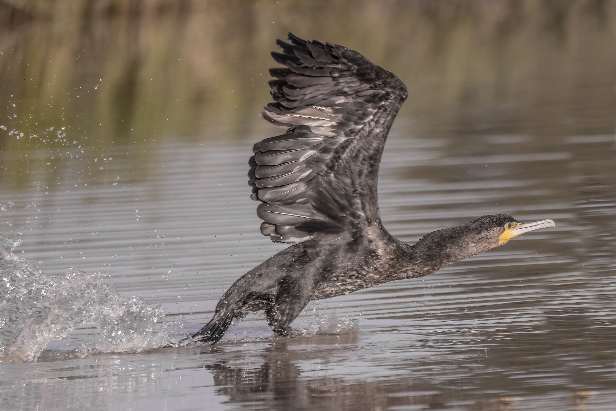 Cormorano in partenza