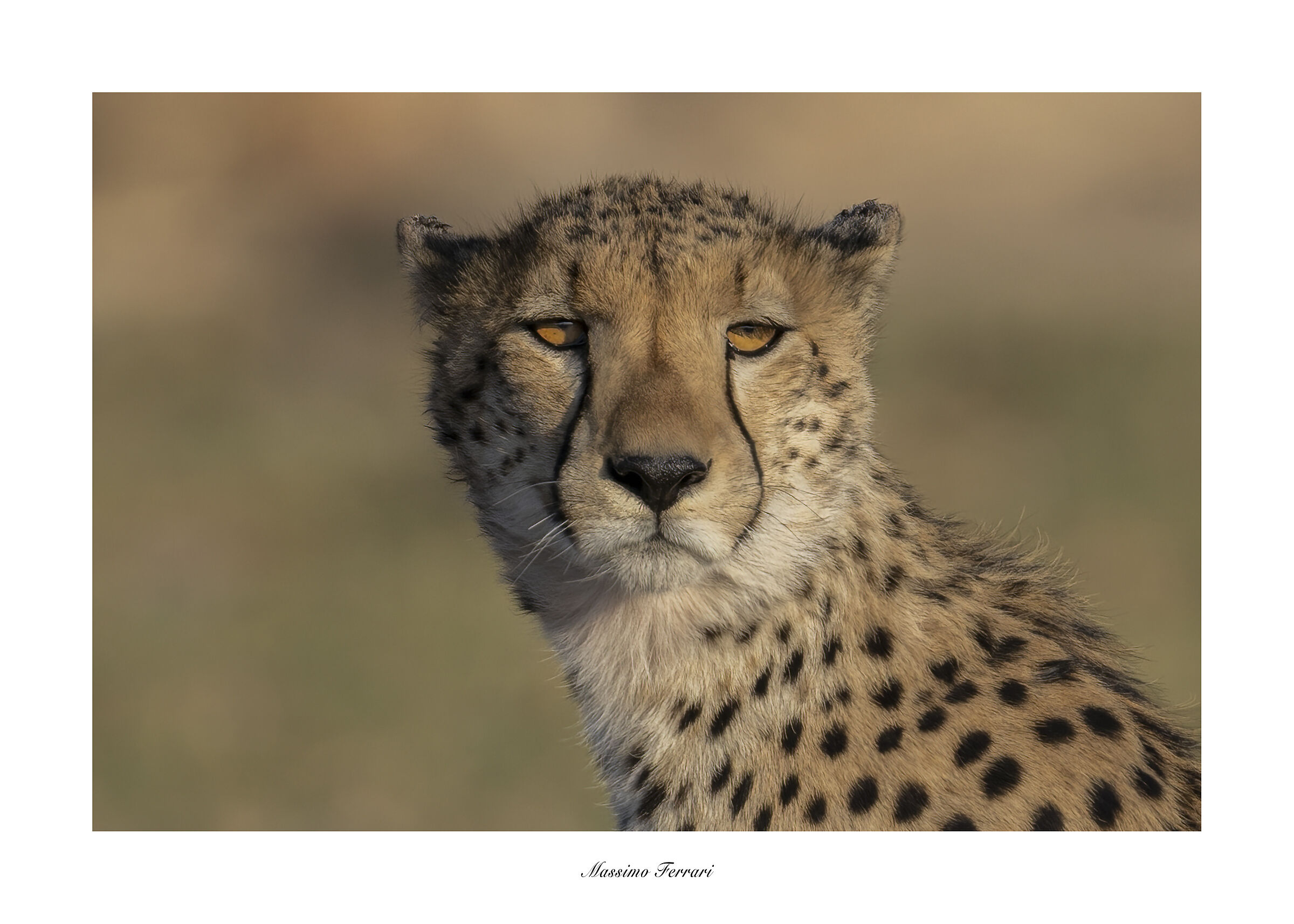 Cheetah