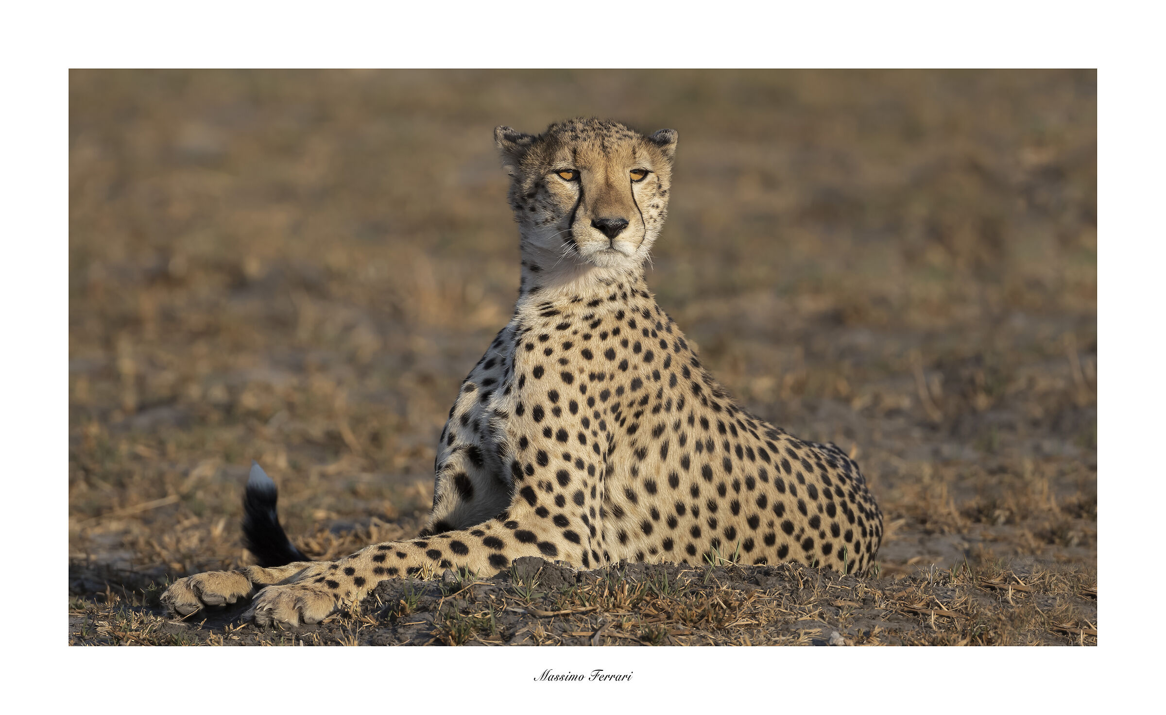 Cheetah