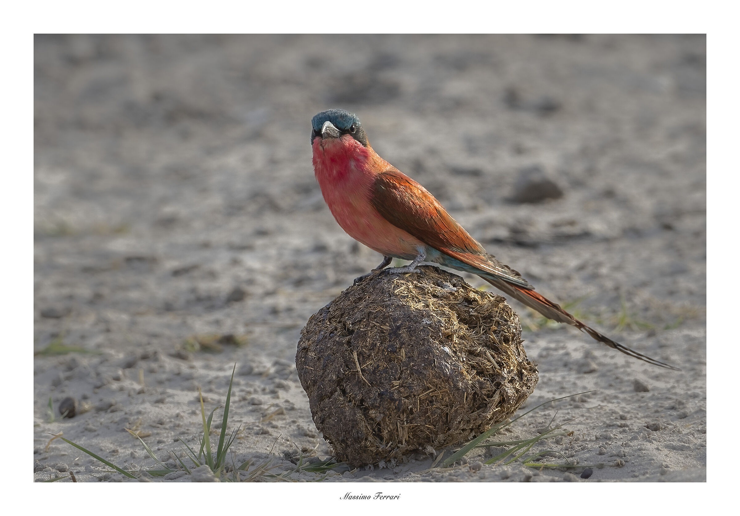 Carmine bee-eater