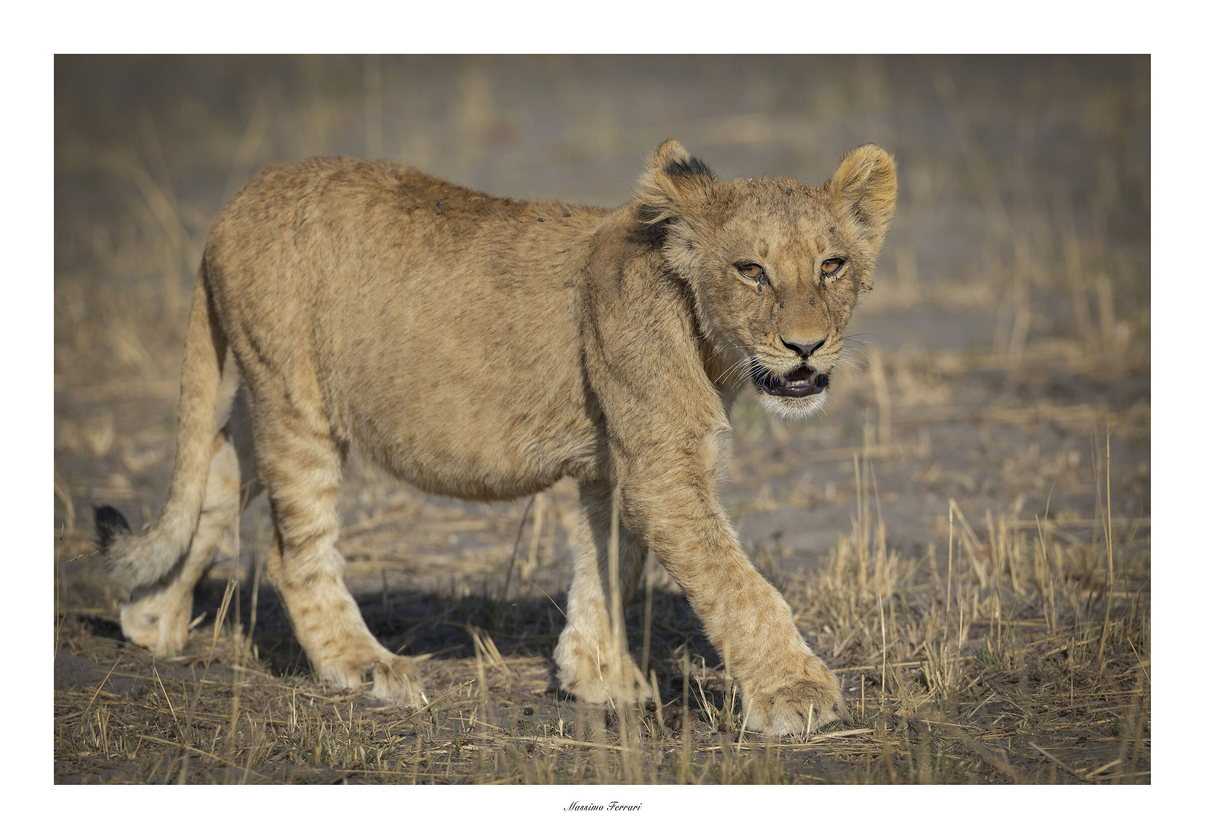 Lion
