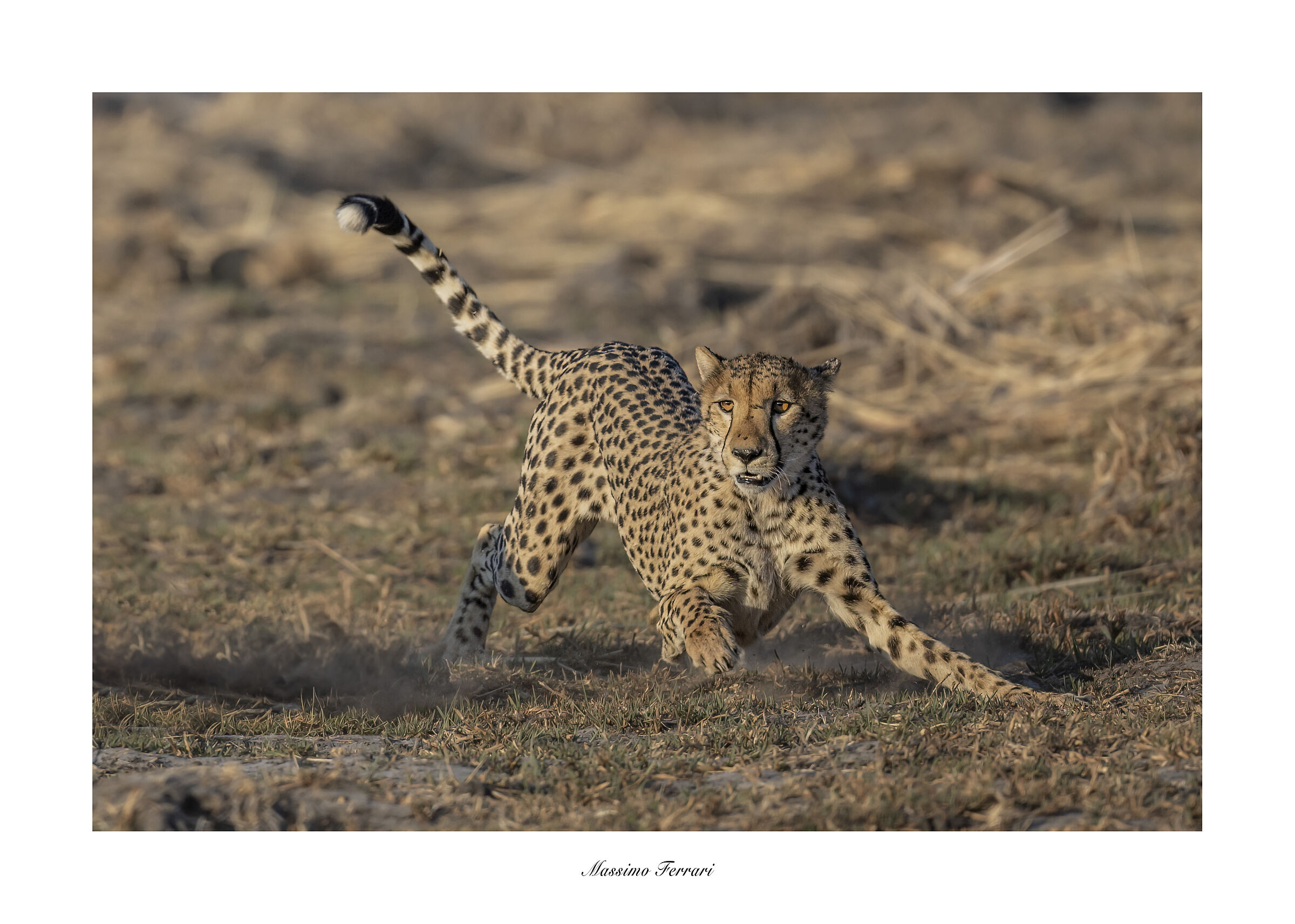 Cheetah in action