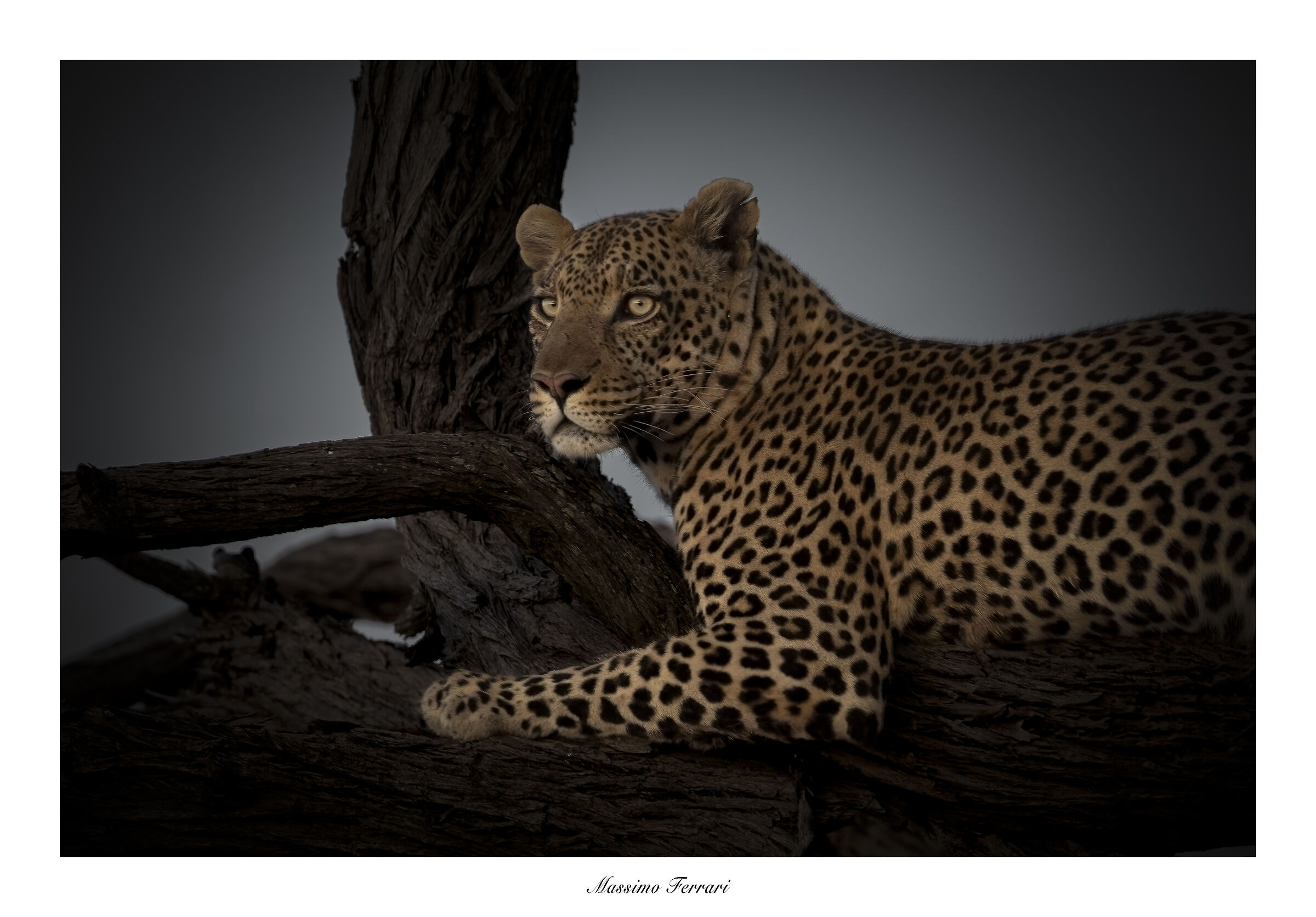 Leopard