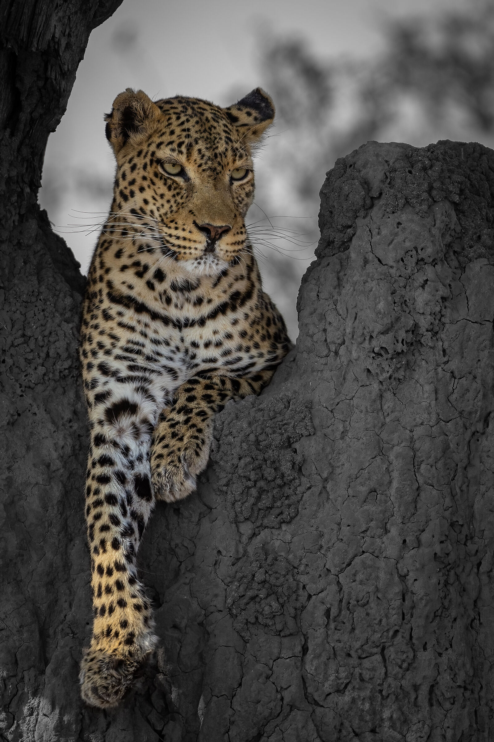 Leopard