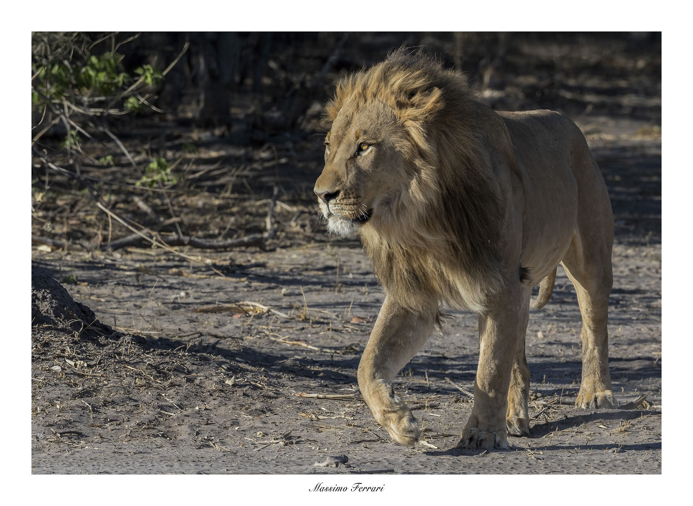 Lion