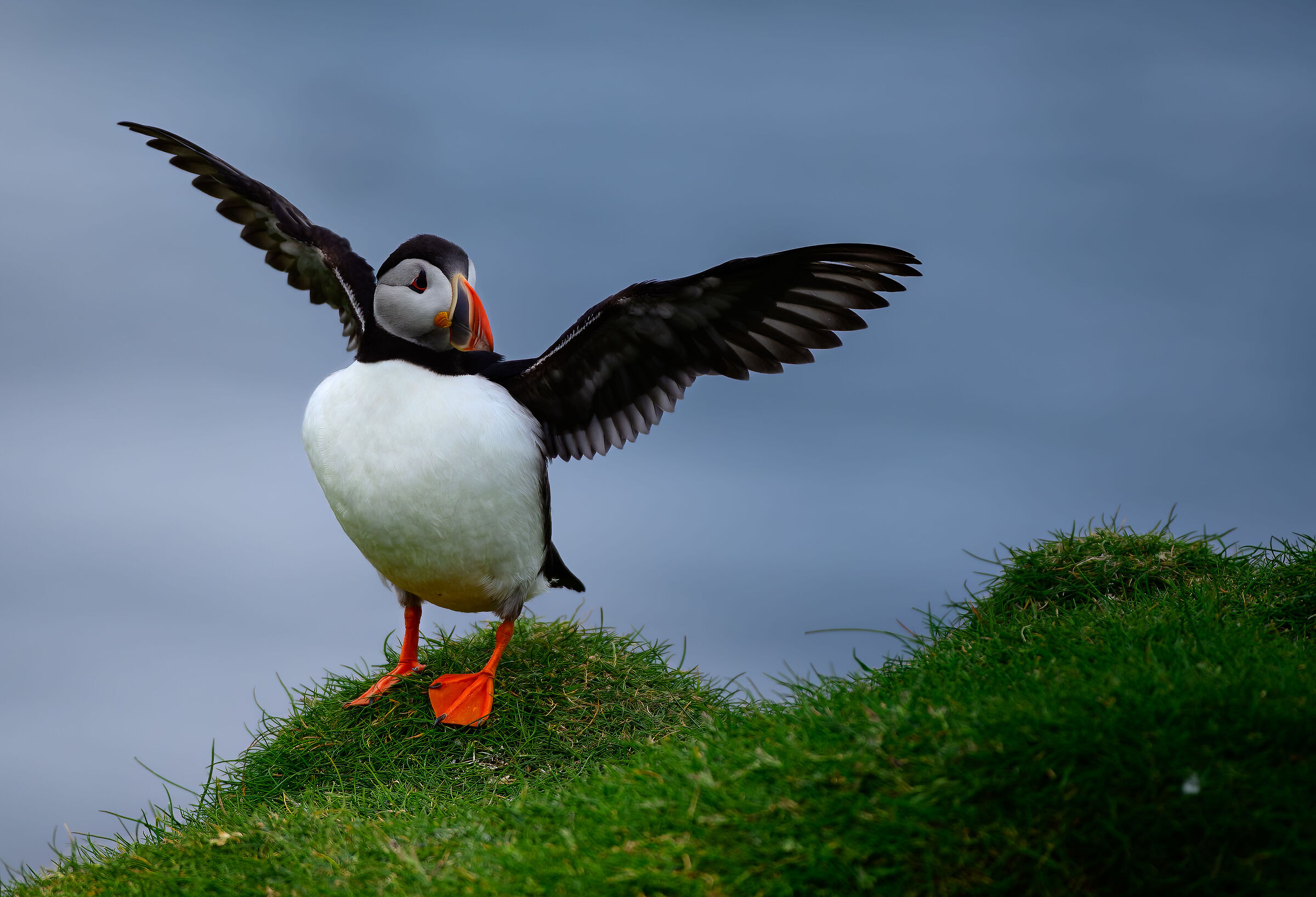 Puffin III
