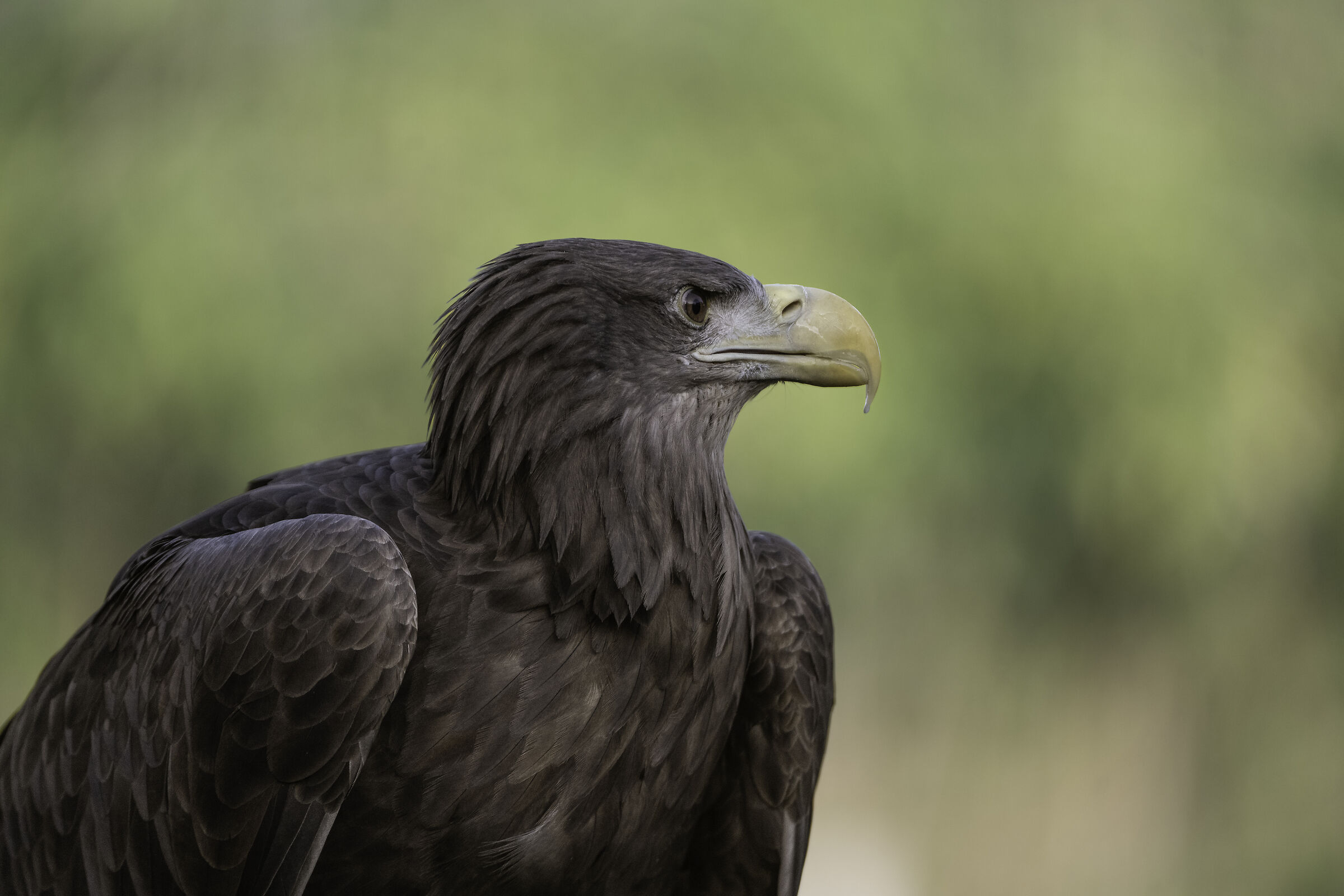 Aquila di mare coda bianca