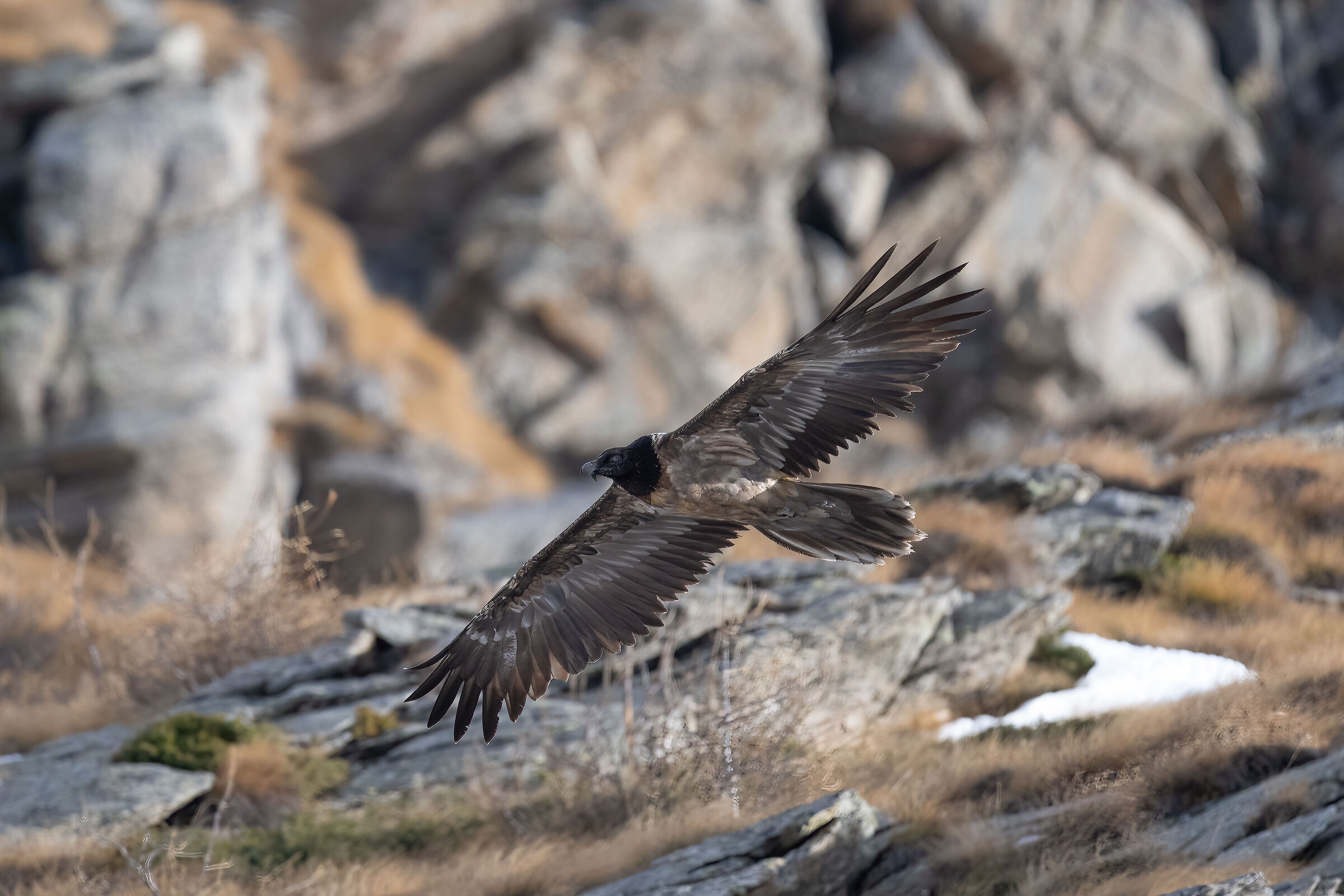 Gypaetus barbatus - Gran Paradiso National Park