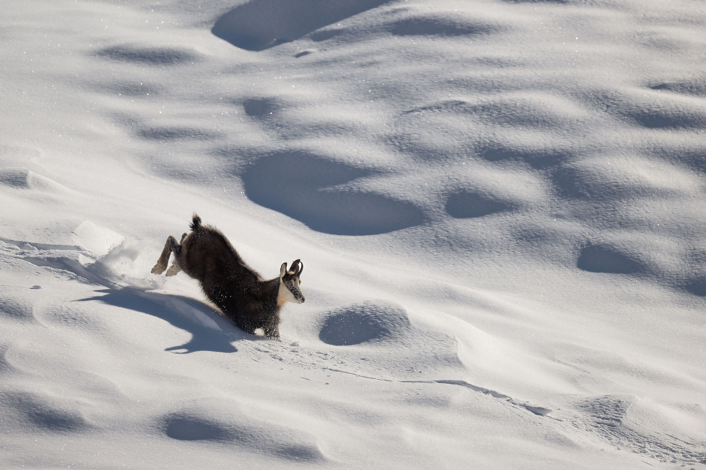 Chamois - Gran Paradiso National Park