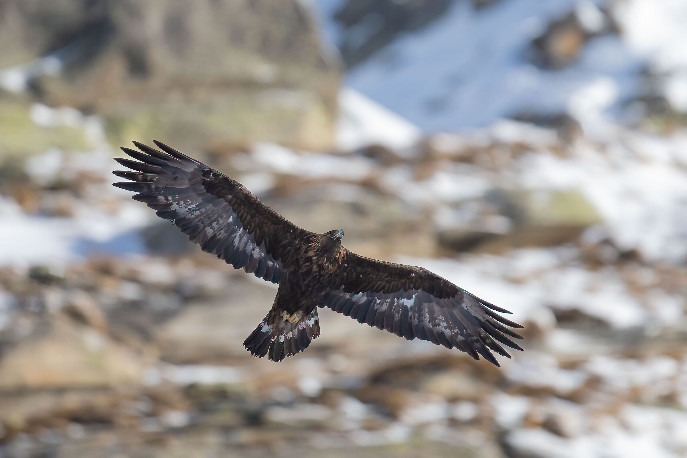 Golden Eagle - Gran Paradisoa National Park