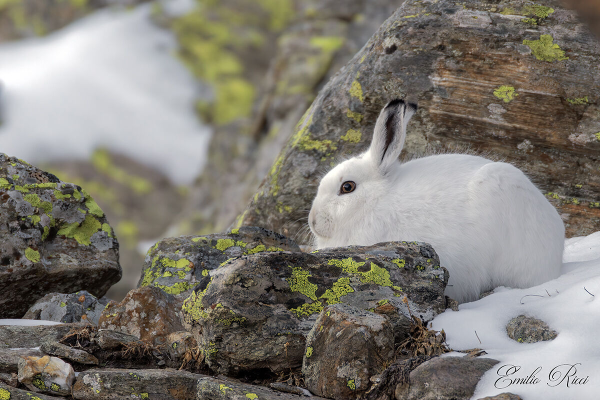 Variable hare