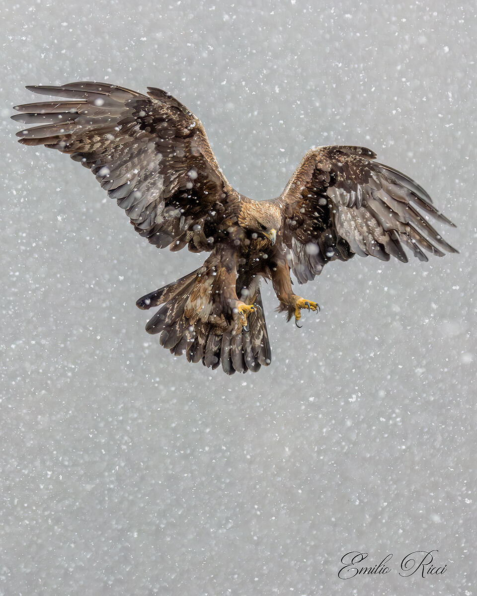 Golden Eagle Italian Alps