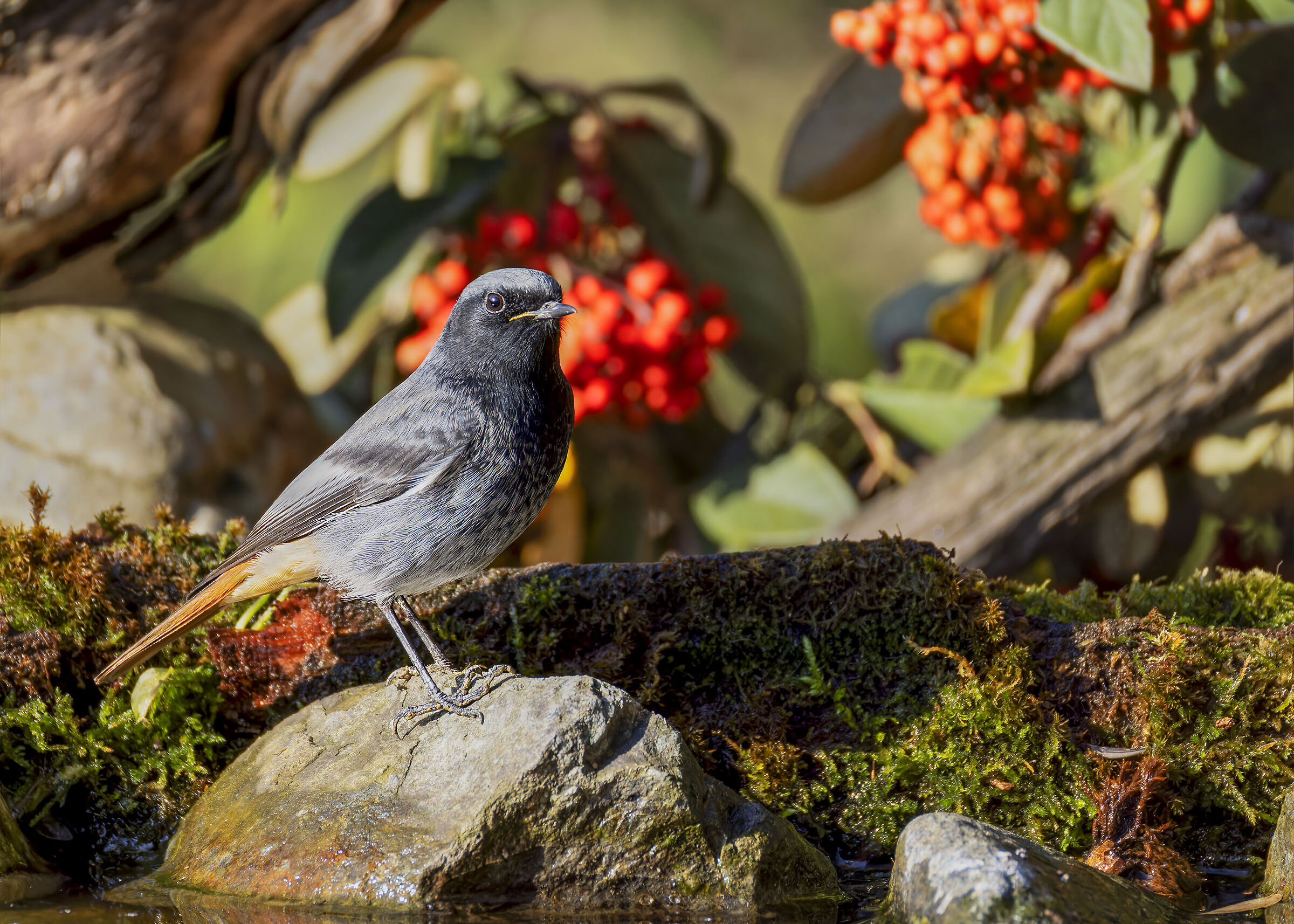 Codirosso spazzacamino