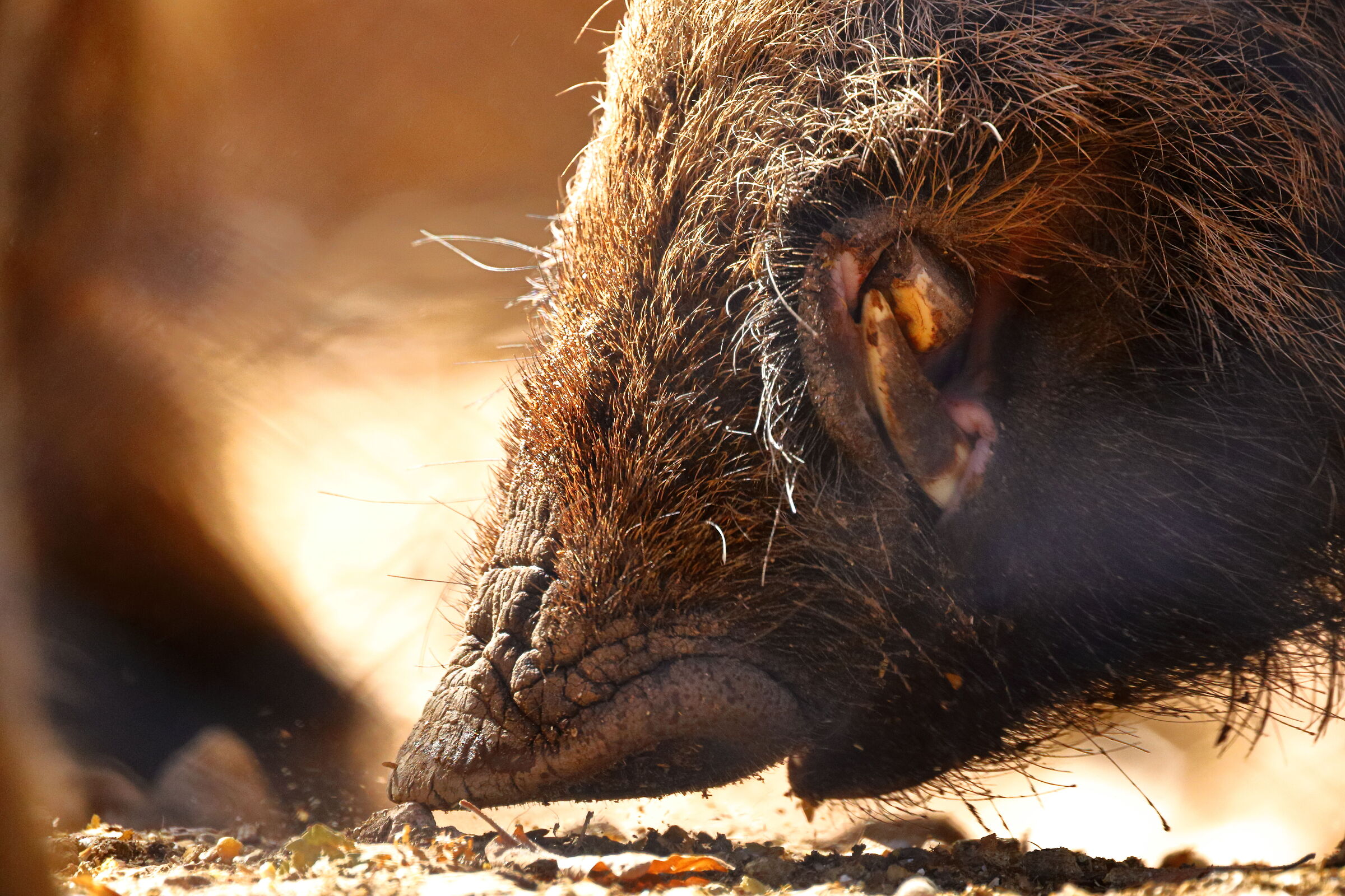 wild boar