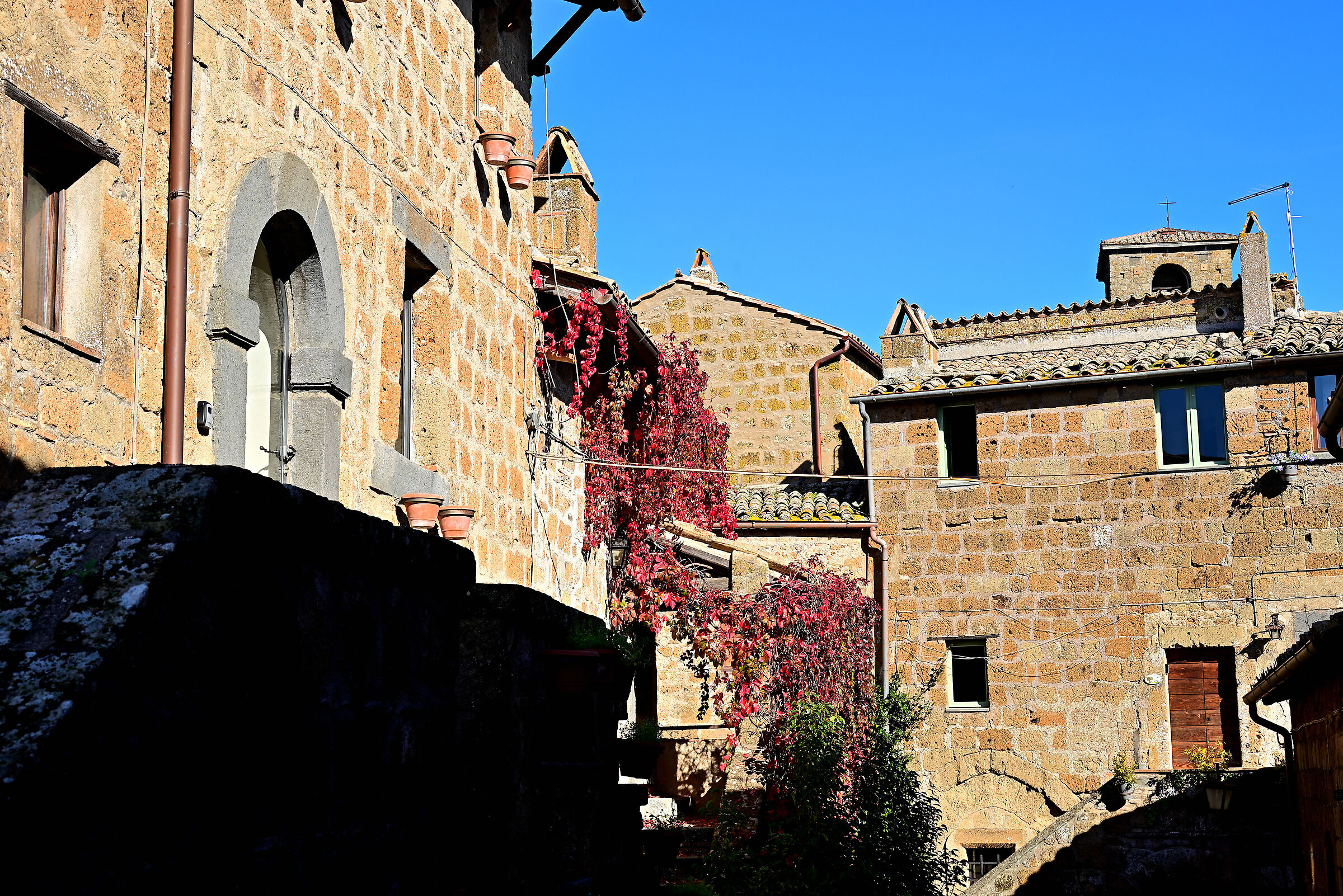 Ivy in Bagnoregio