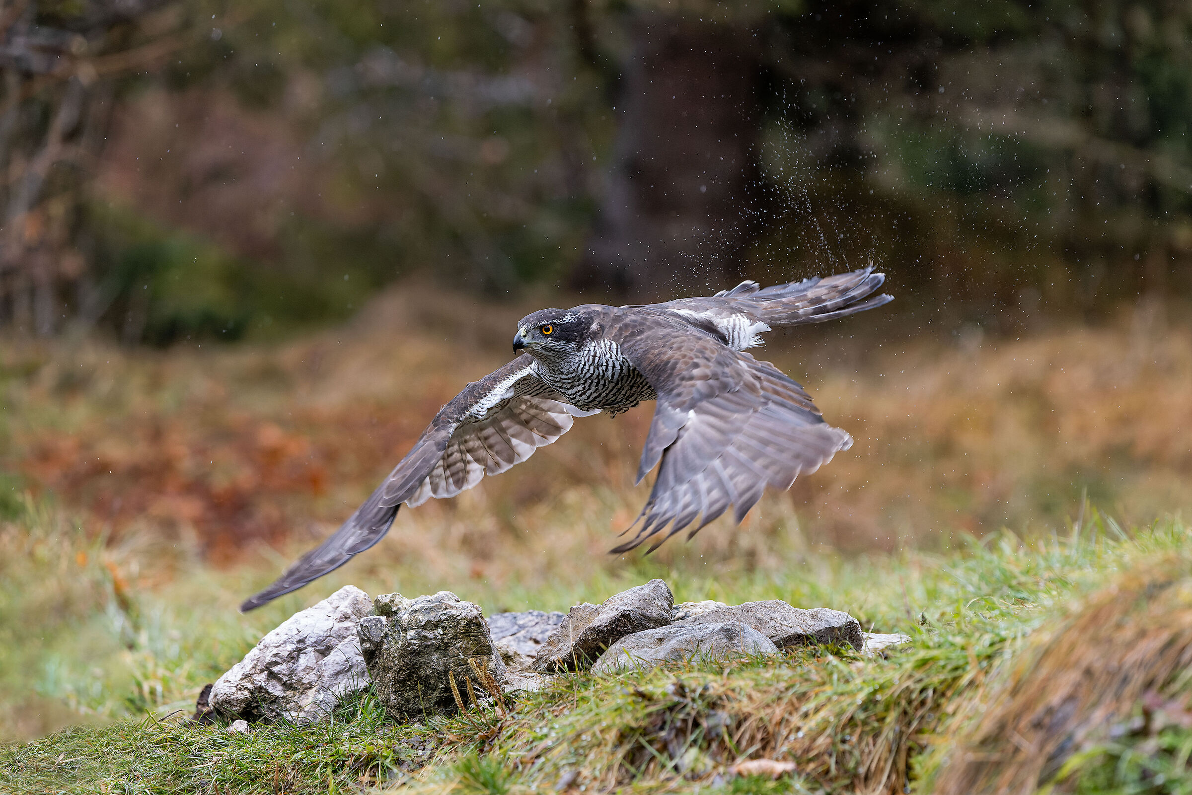 Wet Goshawk
