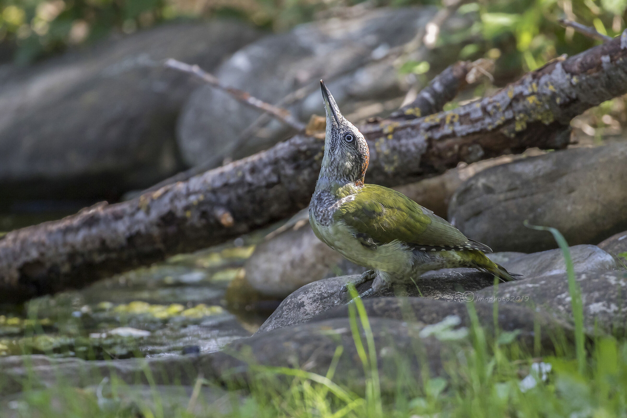 Picchio verde...... in osservazione.
