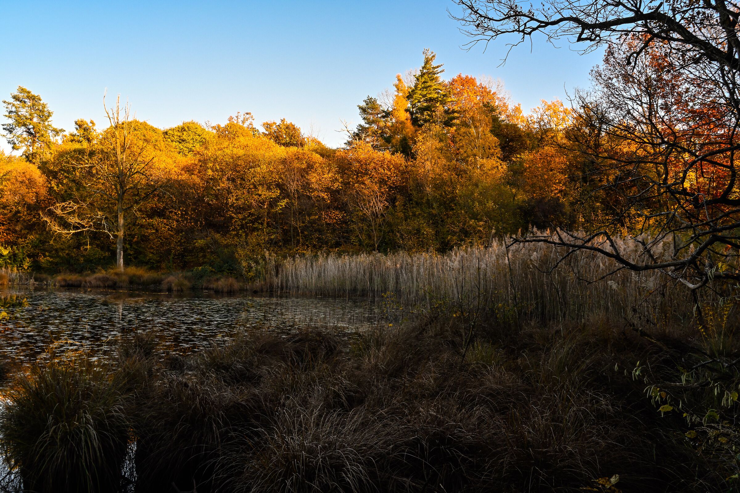 Autumn in the swamp