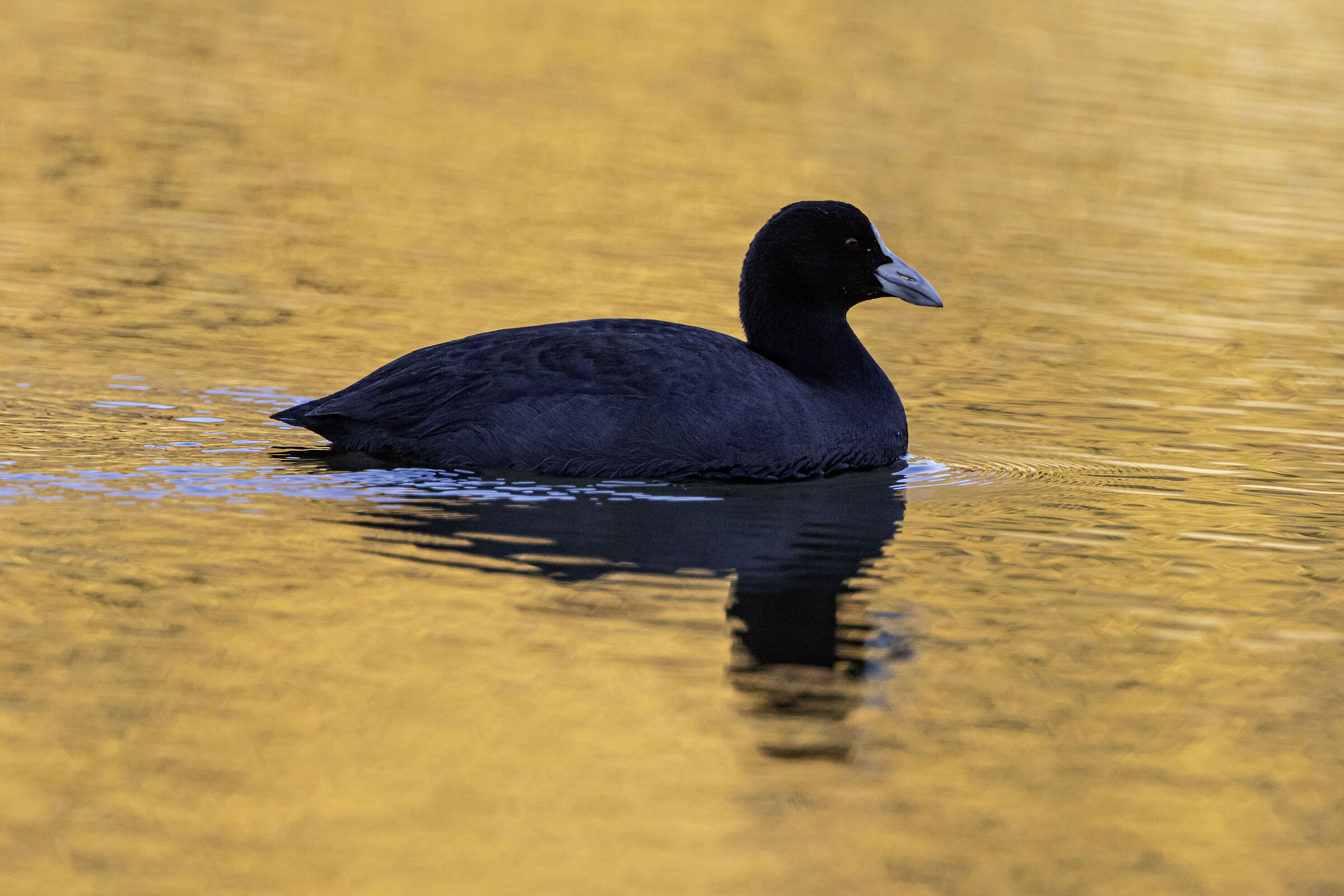 Swimming in gold