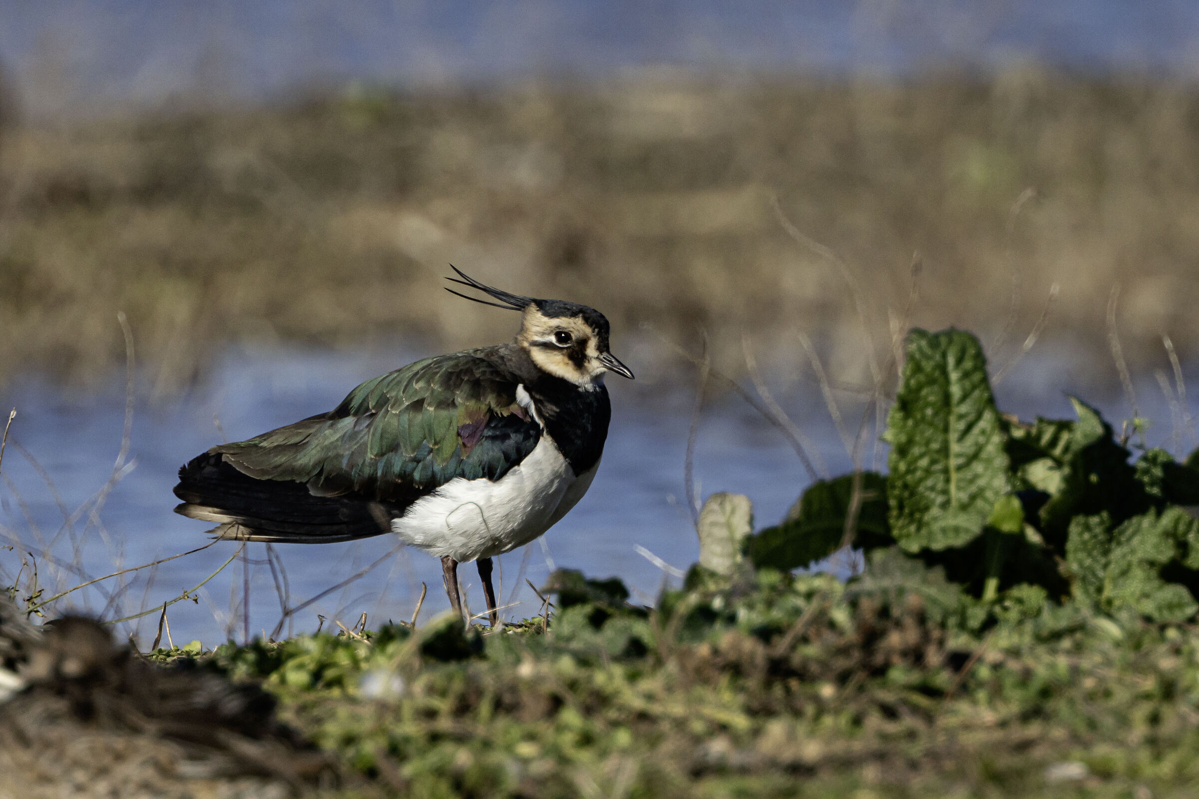 Paused lapwing