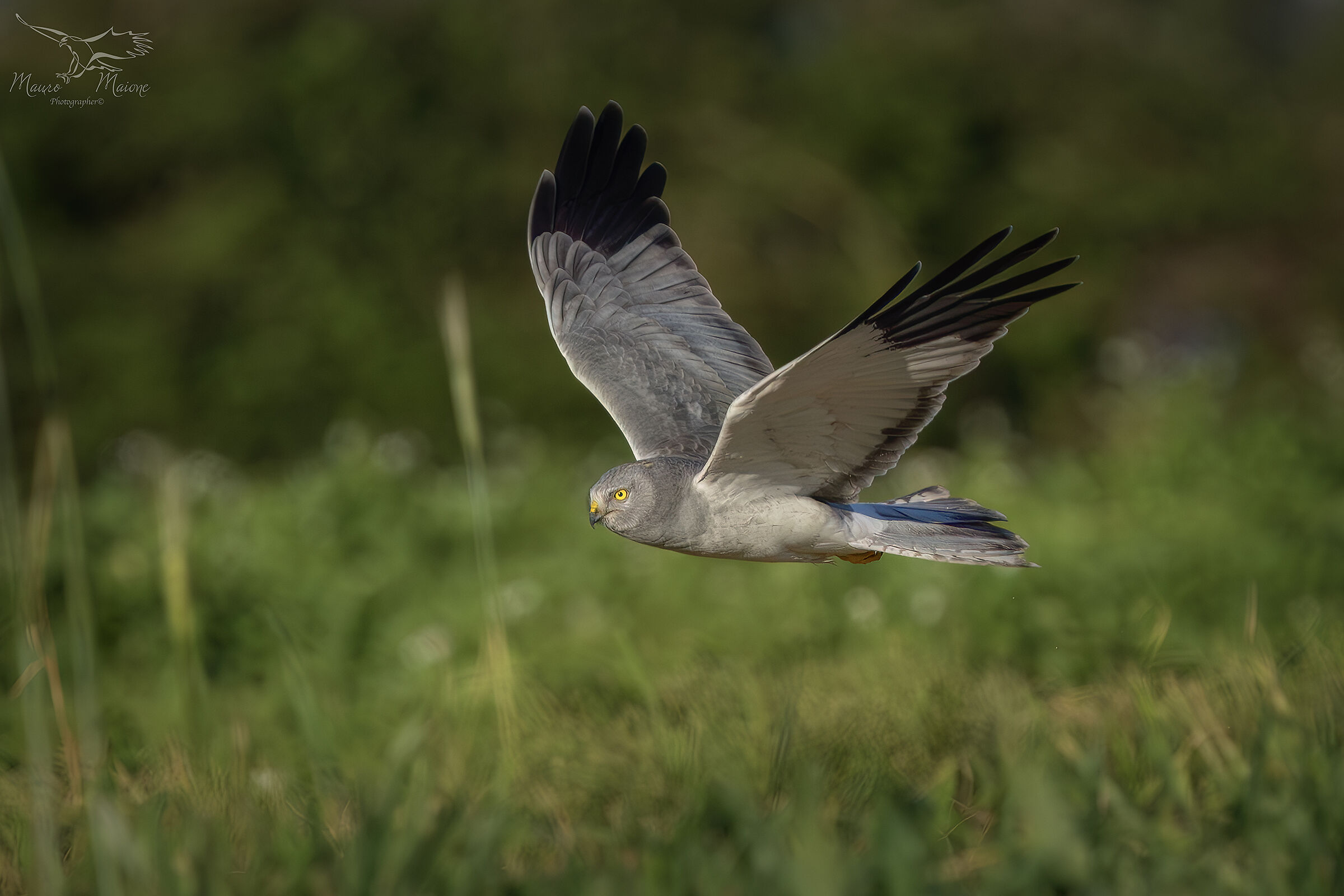 Hen Harrier (male)