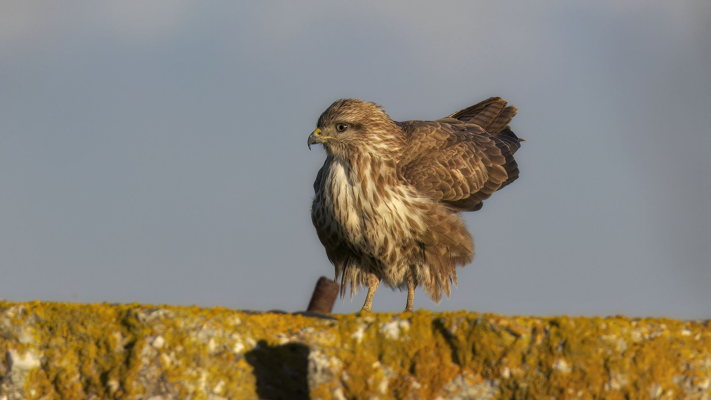 Caccia vagante dalla macchina3
