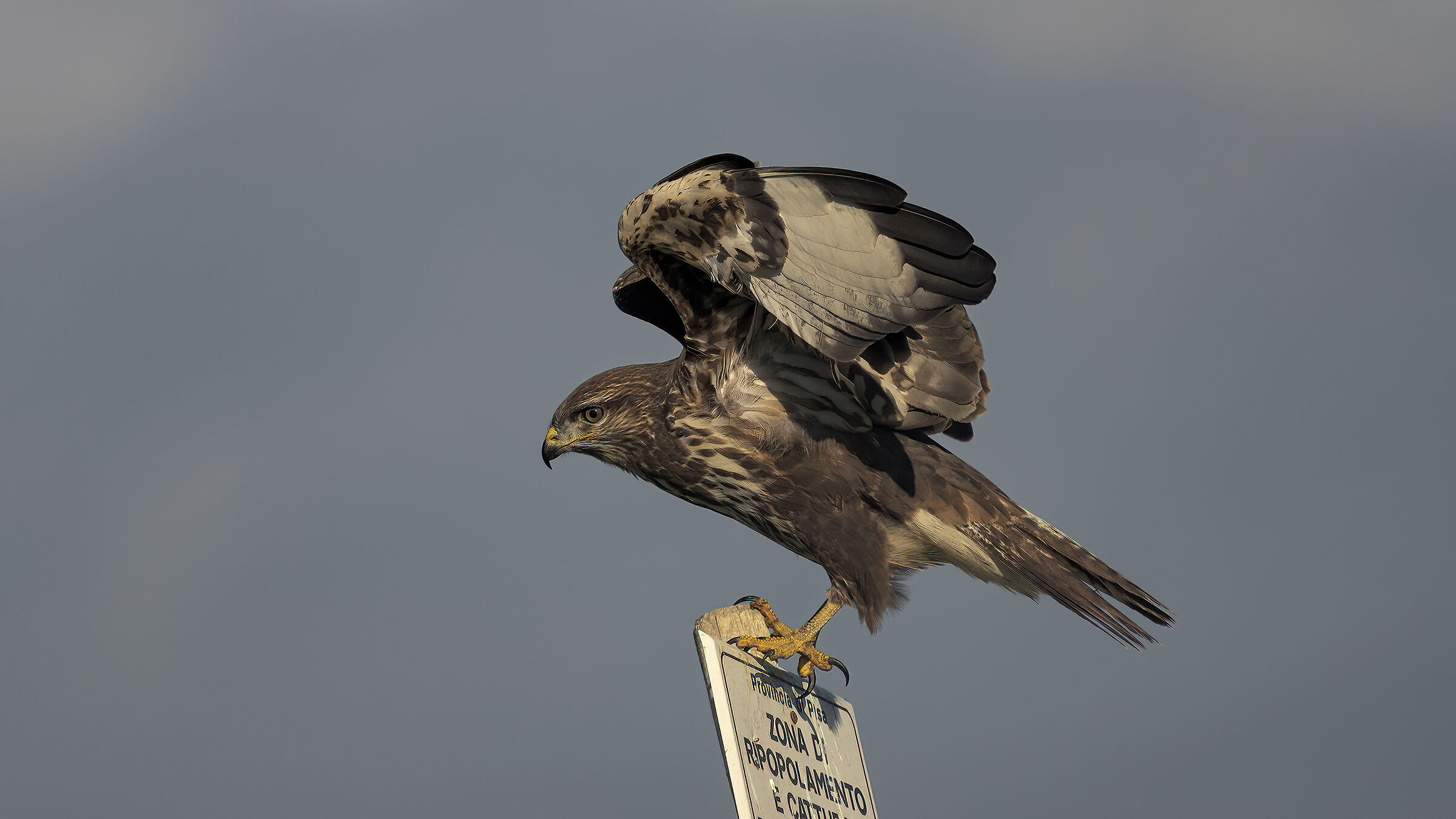 Caccia vagante dalla macchina5