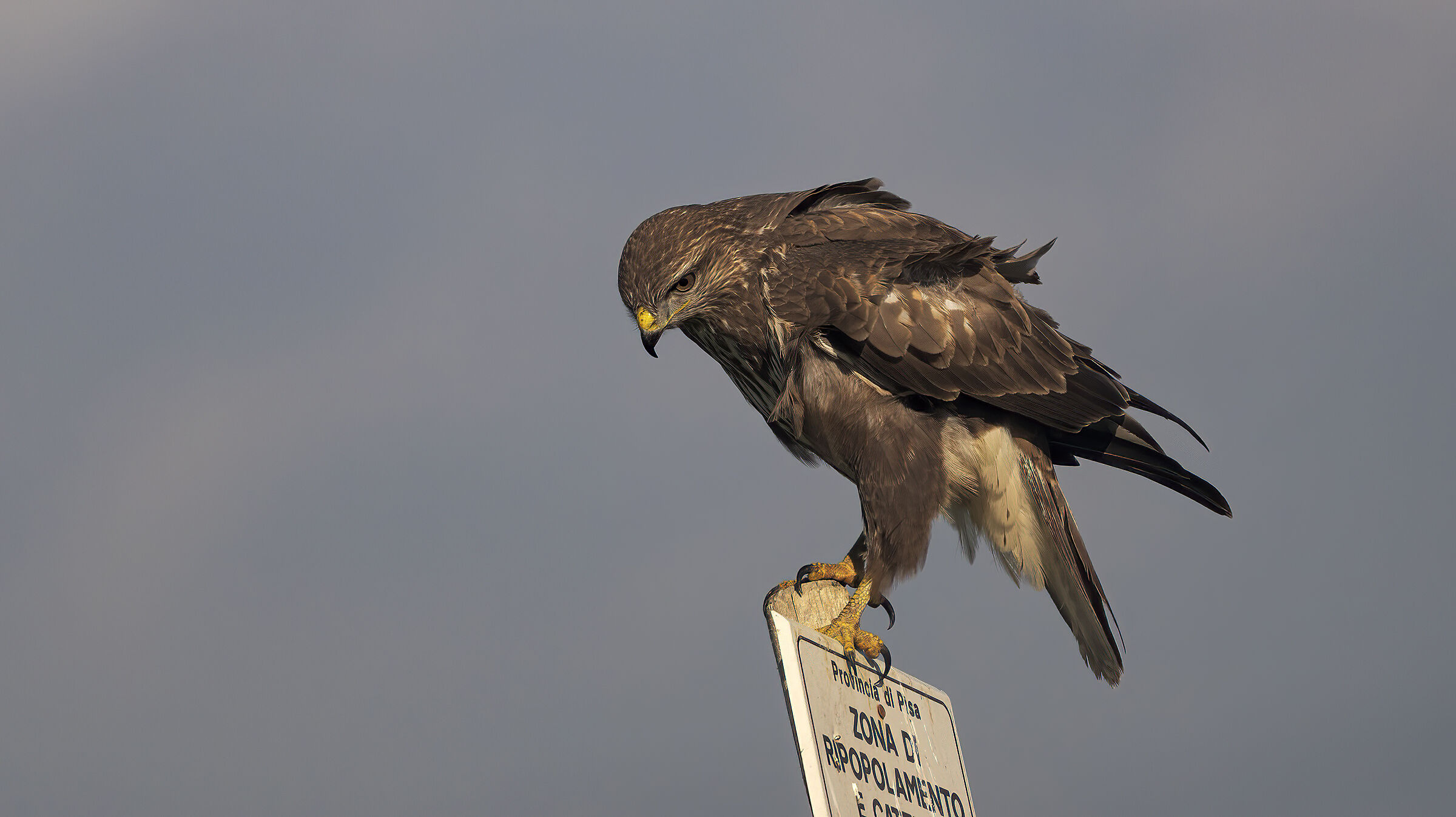 Caccia vagante dalla macchina6