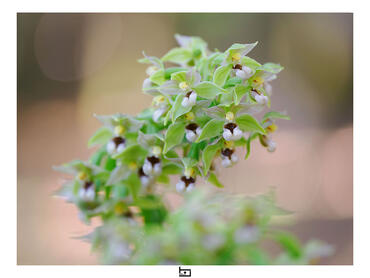 Epipactis helleborine