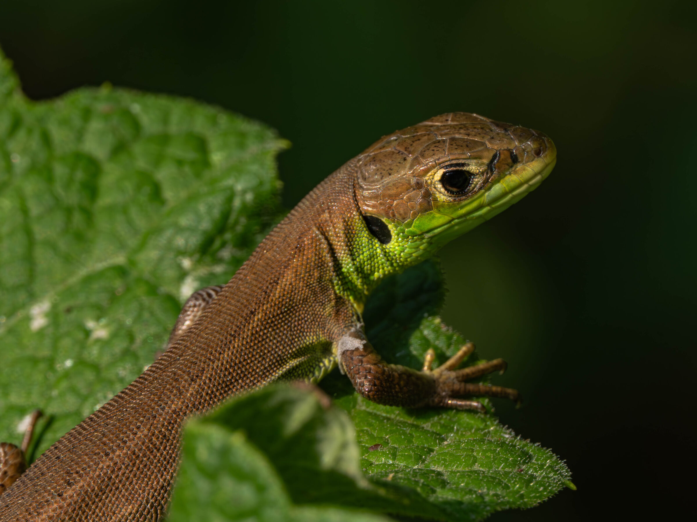 Lizard (hazelnut and pistachio)