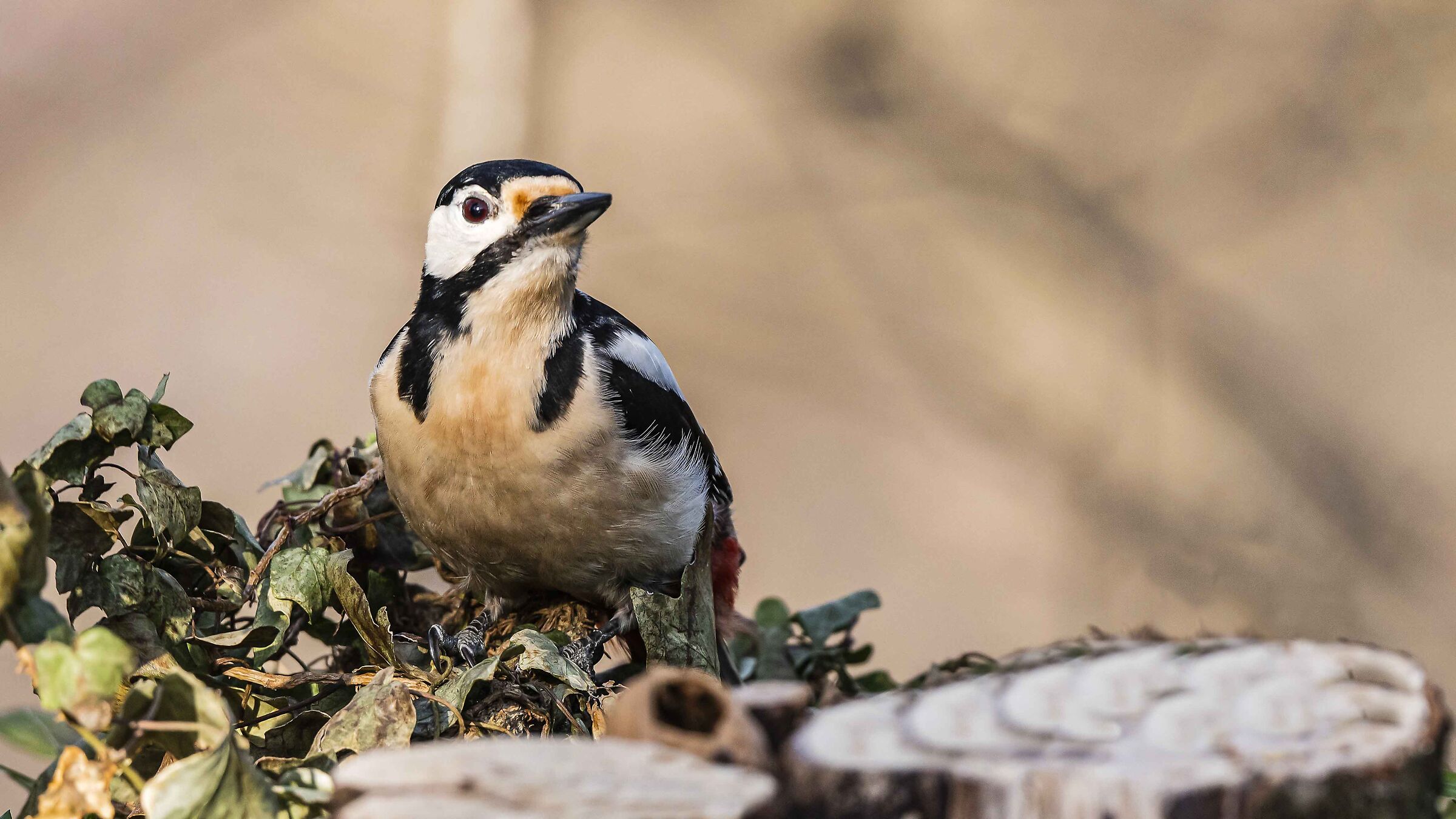 Picchio Rosso Maggiore