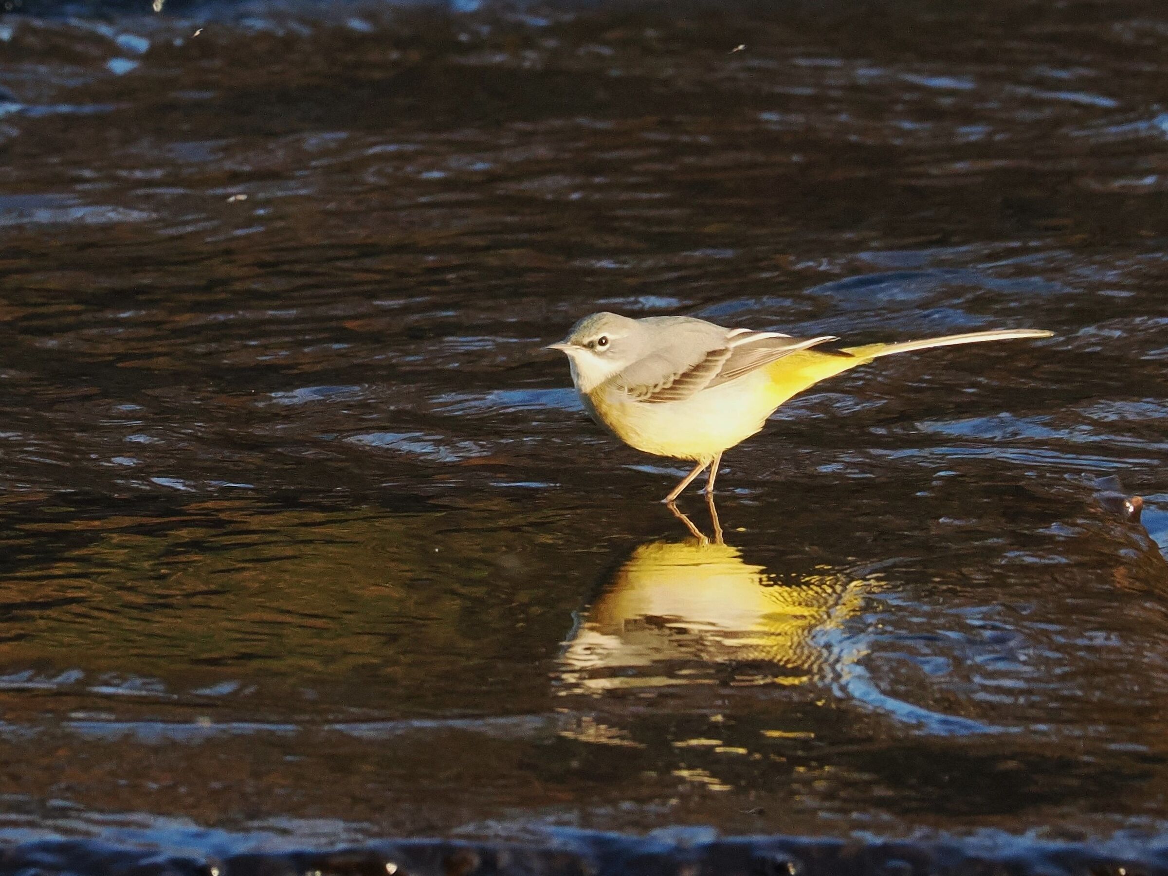 Ballerina gialla, ultimo raggio di sole