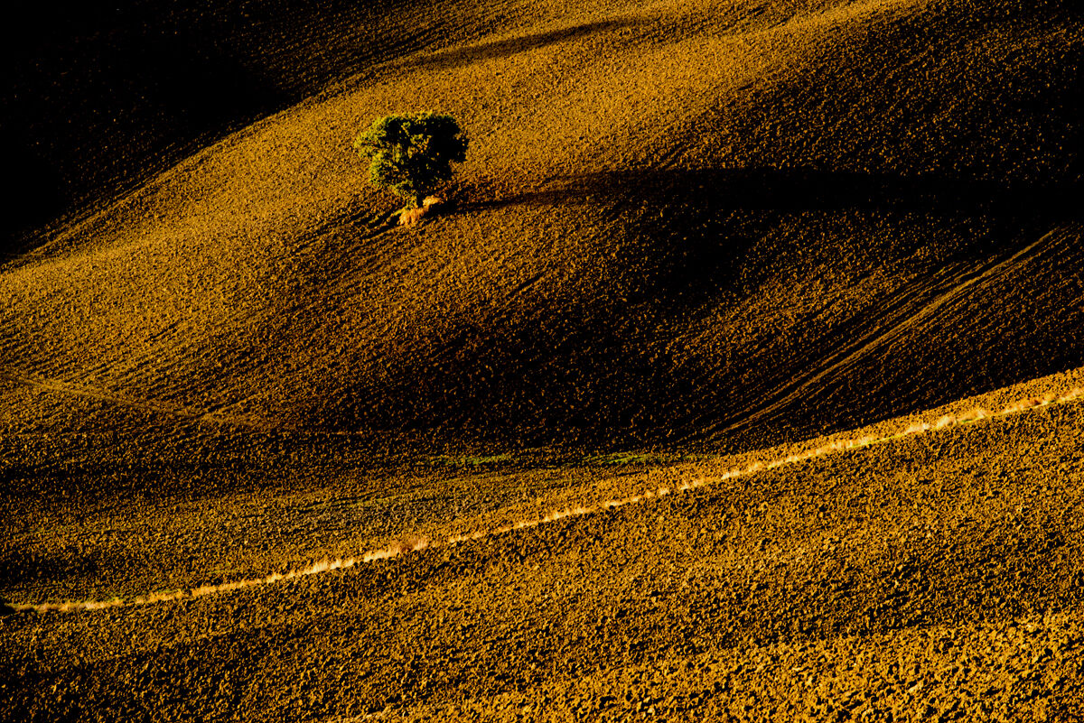 the lonely tree...