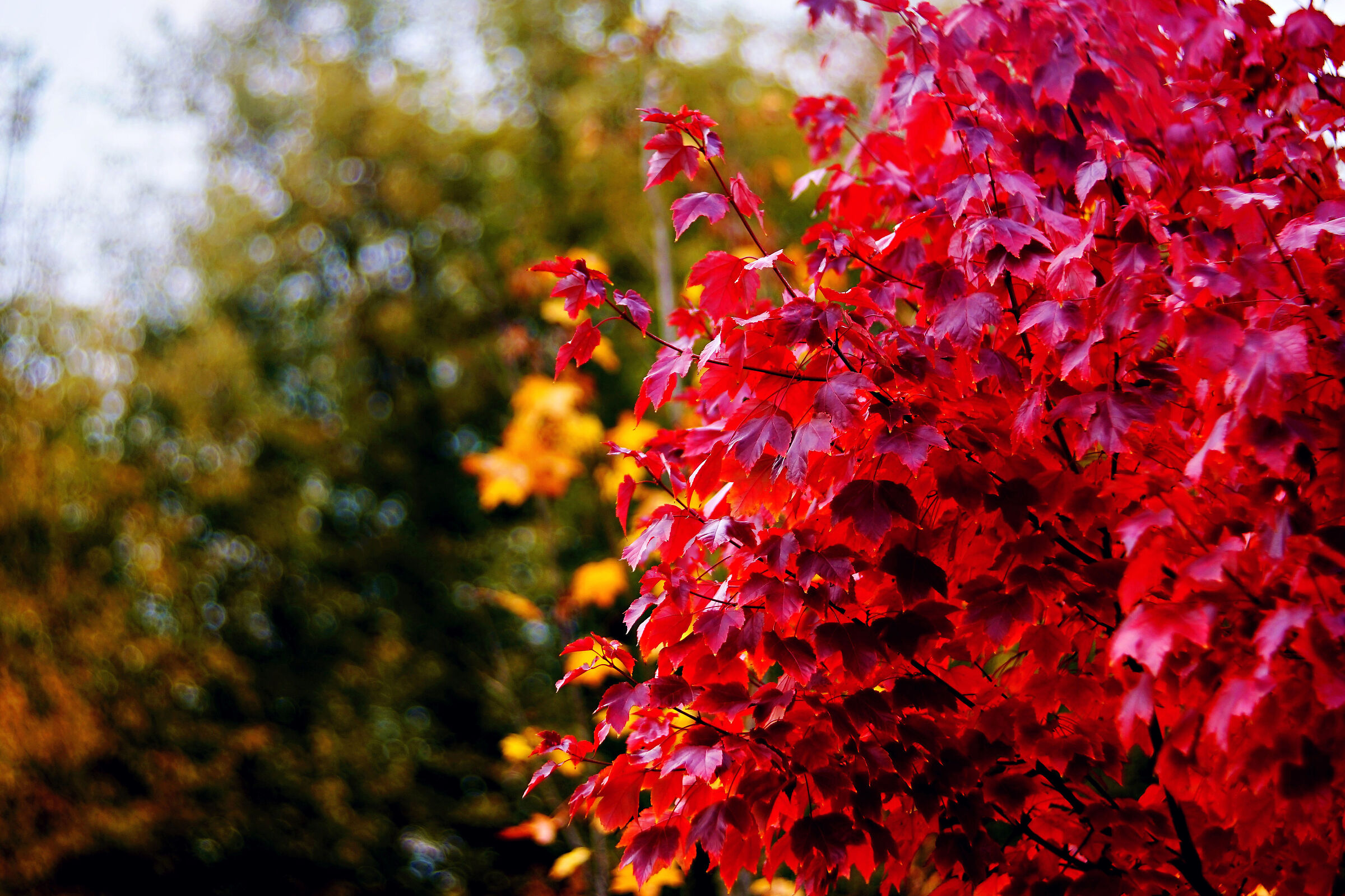 Meyer Optik Gorlitz Diaplan 3.5/80 mm projection lens