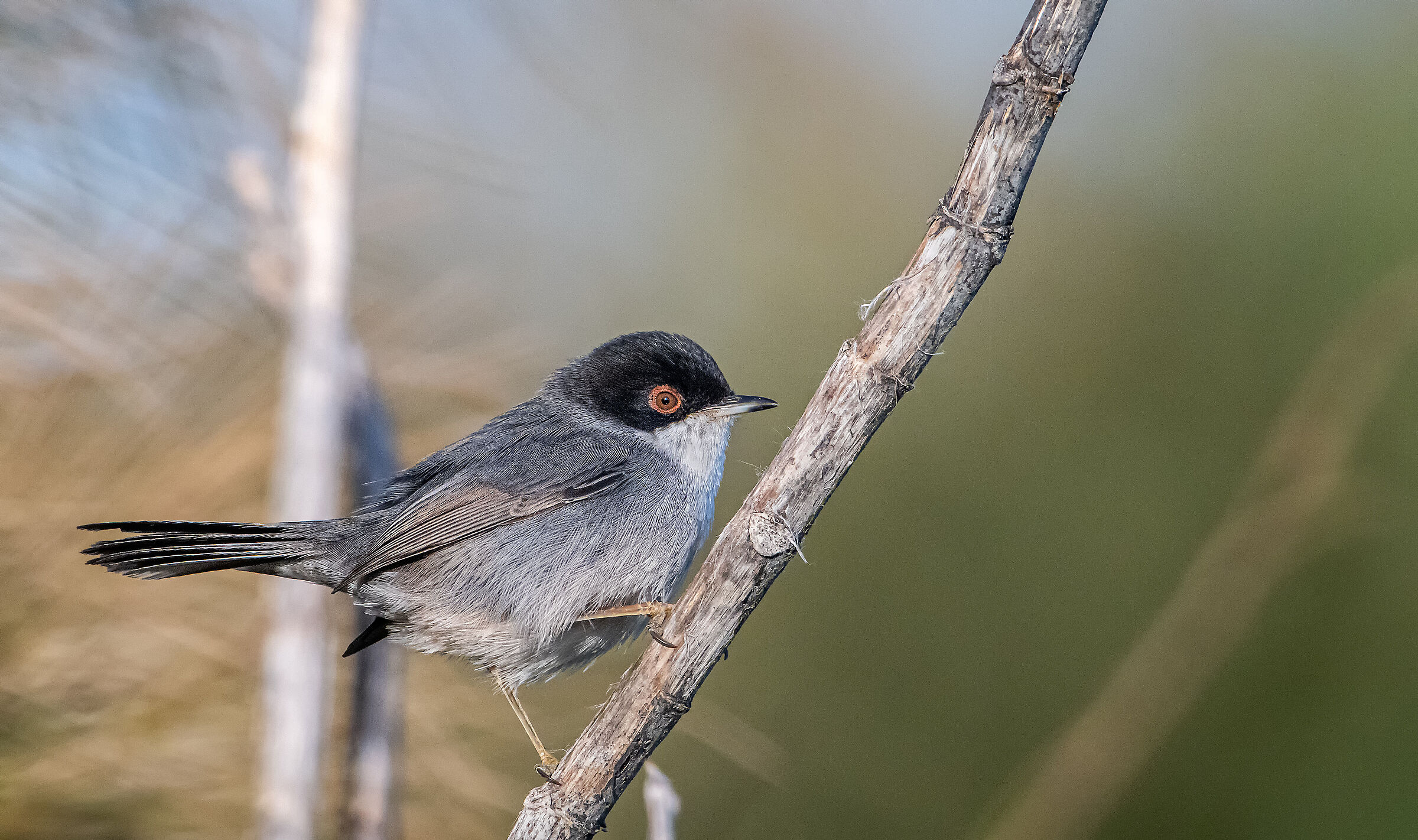 Sardinian warbler